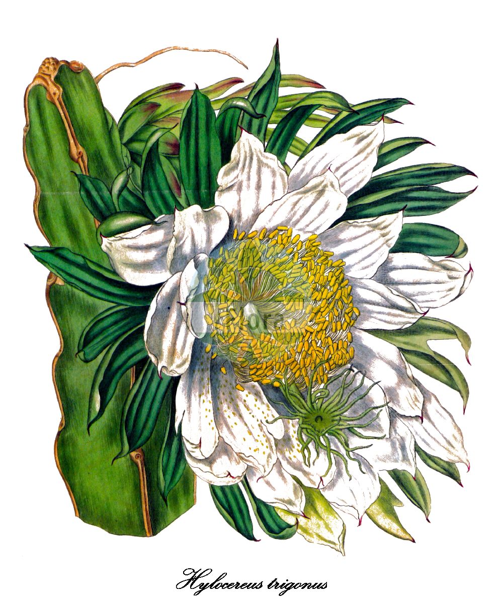 Selenicereus trigonus - Cactaceae,Plantae,Pteridobiotina,Angiosperms,Caryophyllales,Cactaceae,Selenicereus,Selenicereus trigonus,Cactus triqueter, Cereus inversus, Cereus lanceanus, Cereus napoleonis, Cereus plumieri, Cereus trigonus, Cereus triqueter, Hylocereus antiguensis, Hylocereus napoleonis, Hylocereus plumieri, Hylocereus trigonus