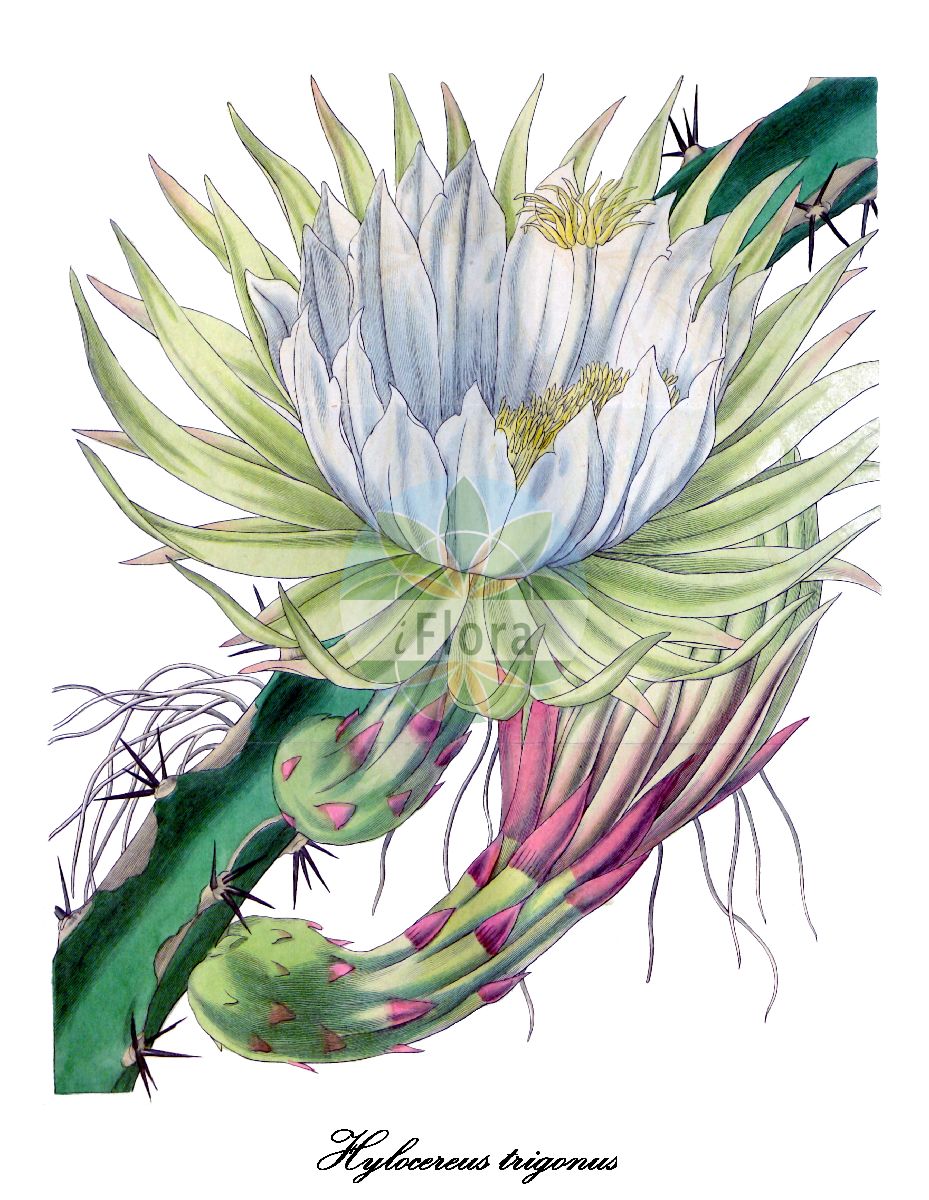 Selenicereus trigonus - Cactaceae,Plantae,Pteridobiotina,Angiosperms,Caryophyllales,Cactaceae,Selenicereus,Selenicereus trigonus,Cactus triqueter, Cereus inversus, Cereus lanceanus, Cereus napoleonis, Cereus plumieri, Cereus trigonus, Cereus triqueter, Hylocereus antiguensis, Hylocereus napoleonis, Hylocereus plumieri, Hylocereus trigonus