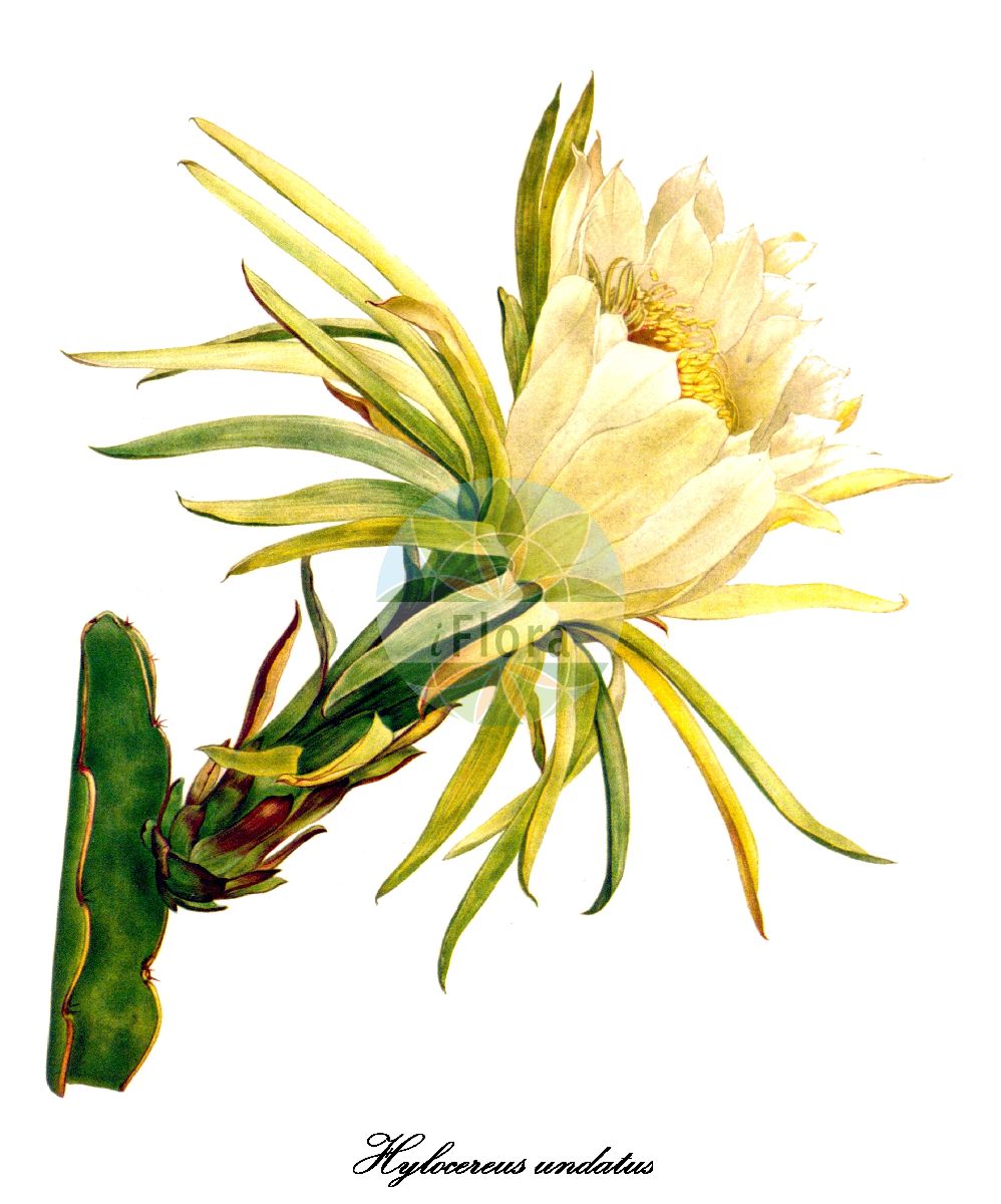 Selenicereus undatus - Cactaceae,Plantae,Pteridobiotina,Angiosperms,Caryophyllales,Cactaceae,Selenicereus,Selenicereus undatus,Cereus tricostatus, Cereus undatus, Hylocereus tricostatus, Hylocereus undatus, Hylocereus undatus subsp. luteocarpus, Selenicereus undatus subsp. luteocarpus,night-blooming cere us;pitahaya;pitahaya