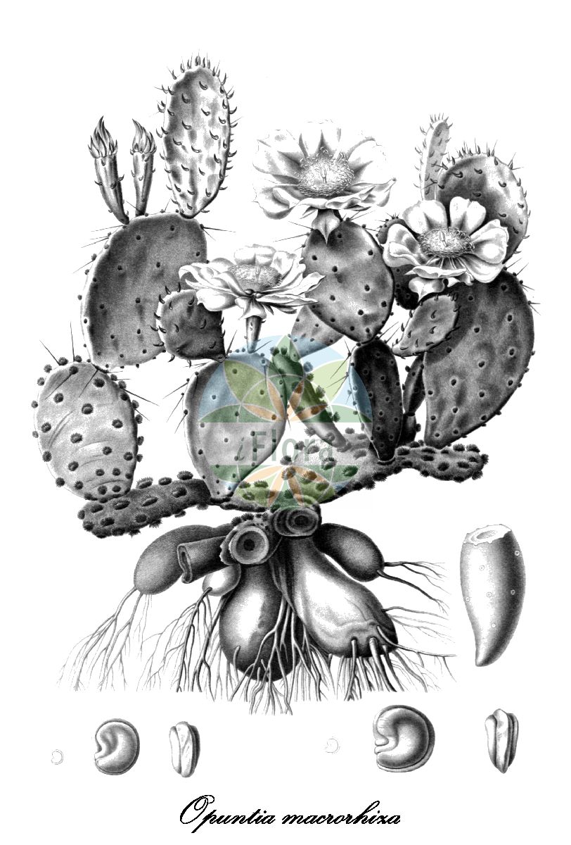 Opuntia macrorhiza - Cactaceae,Plantae,Pteridobiotina,Angiosperms,Caryophyllales,Cactaceae,Opuntia,Opuntia macrorhiza,Cactus tuberculatus, Opuntia compressa var. fuscoatra, Opuntia compressa var. macrorhiza, Opuntia compressa var. stenochila, Opuntia fuscoatra, Opuntia fusiformis, Opuntia grandiflora, Opuntia greenei, Opuntia leptocarpa, Opuntia loomisii, Opuntia macrorhiza subsp. macrorhiza, Opuntia macrorhiza var. grandiflora, Opuntia macrorhiza var. greenii, Opuntia macrorhiza var. macrorhiza, Opuntia mesacantha var. grandiflora, Opuntia mesacantha var. greenii, Opuntia mesacantha var. macrorhiza, Opuntia mesacantha var. oplocarpa, Opuntia mesacantha var. stenochila, Opuntia rafinesquei f. oplocarpa, Opuntia rafinesquei var. fusiformis, Opuntia rafinesquei var. grandiflora, Opuntia roseana, Opuntia seguina, Opuntia sphaerocarpa, Opuntia stenochila, Opuntia tuberculata, Opuntia xanthoglochia,Zarter Feigenkaktus;plains pricklypear;western pricklypear;delicate prickly pear;plains prickly pear;pott's prickly pear;starvation prickly pear;tuberous-rooted prickly pear;twist-spine prickly pear;опунция крупнокорневая