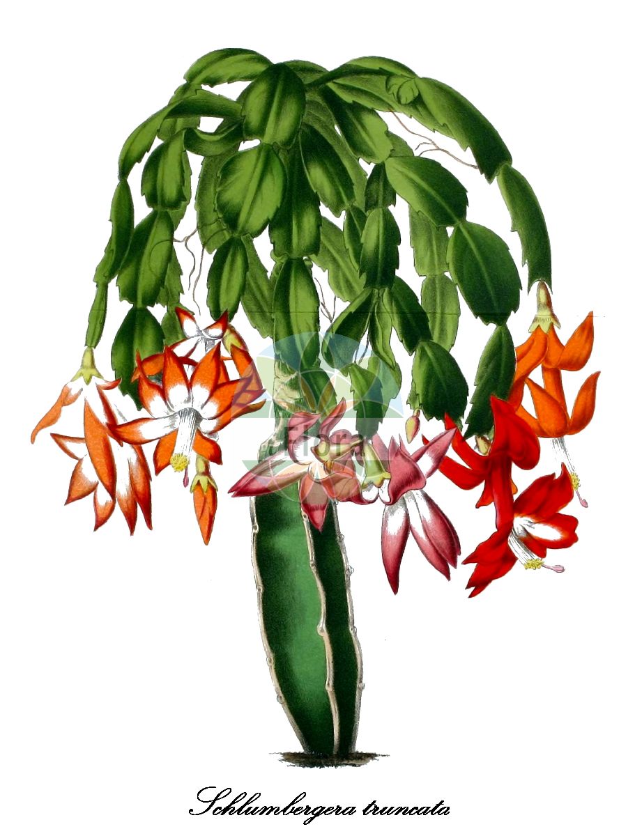Schlumbergera truncata - Cactaceae,Plantae,Pteridobiotina,Angiosperms,Caryophyllales,Cactaceae,Schlumbergera,Schlumbergera truncata,Cactus truncatus, Cereus truncatus, Epiphyllum altensteinii, Epiphyllum bridgesii, Epiphyllum delicatum, Epiphyllum elegans, Epiphyllum guedneyrii, Epiphyllum purpurascens, Epiphyllum ruckeri, Epiphyllum ruckerianum, Epiphyllum salmoneum, Epiphyllum smithianum, Epiphyllum truncatum, Epiphyllum truncatum var. altensteinii, Epiphyllum truncatum var. bridgesii, Epiphyllum truncatum var. cruentum, Epiphyllum truncatum var. magnificum, Epiphyllum truncatum var. spectabile, Epiphyllum truncatum var. wagneri, Epiphyllum violaceum, Schlumbergera bridgesii, Schlumbergera truncata var. altensteinii, Schlumbergera truncata var. delicata, Zygocactus altensteinii, Zygocactus bridgesii, Zygocactus delicatus, Zygocactus truncatus, Zygocactus truncatus var. delicatus,Gliederkaktus;Weihnachtskaktus;shakopasaboten;シャコパサボテン