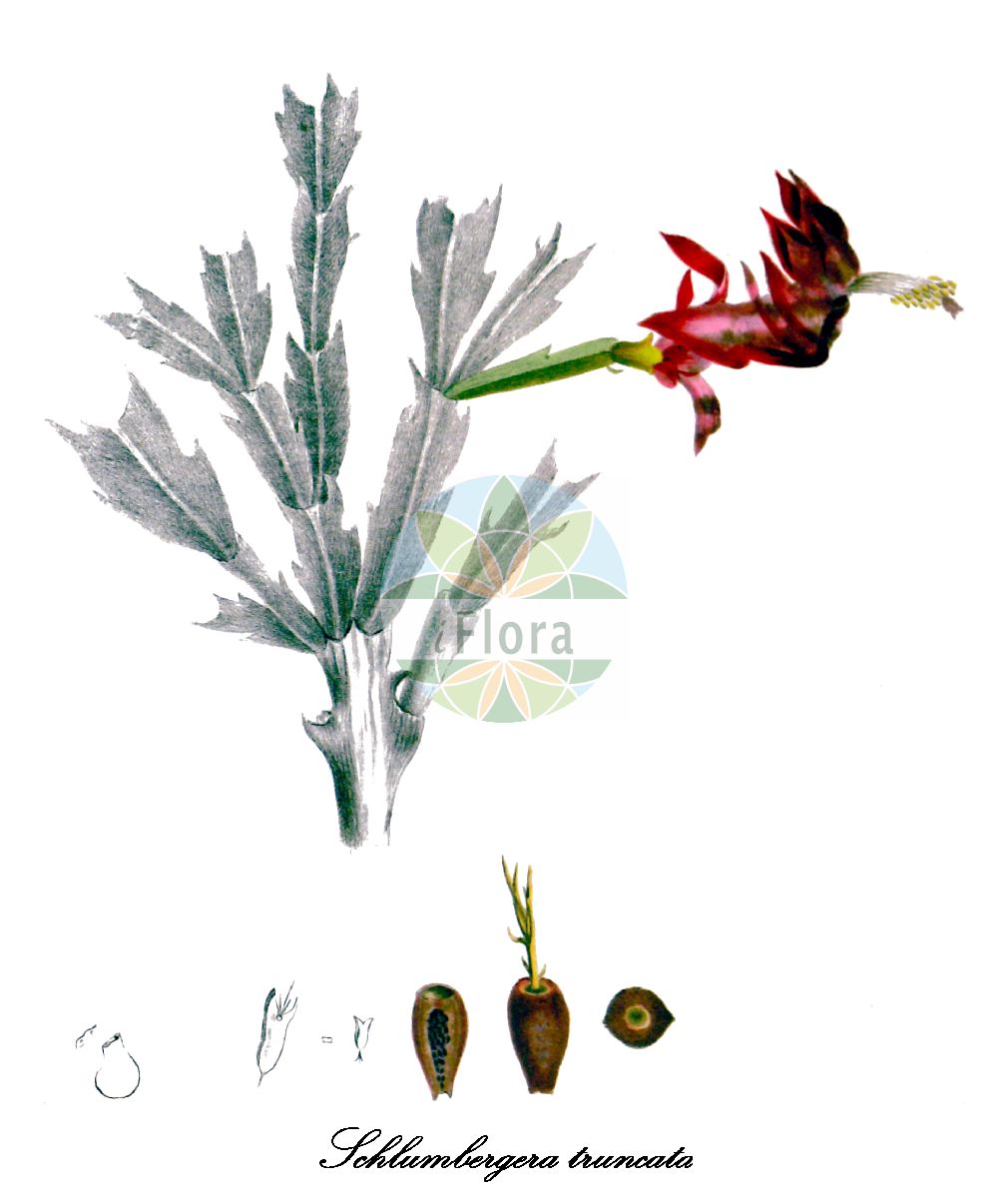 Schlumbergera truncata - Cactaceae,Plantae,Pteridobiotina,Angiosperms,Caryophyllales,Cactaceae,Schlumbergera,Schlumbergera truncata,Cactus truncatus, Cereus truncatus, Epiphyllum altensteinii, Epiphyllum bridgesii, Epiphyllum delicatum, Epiphyllum elegans, Epiphyllum guedneyrii, Epiphyllum purpurascens, Epiphyllum ruckeri, Epiphyllum ruckerianum, Epiphyllum salmoneum, Epiphyllum smithianum, Epiphyllum truncatum, Epiphyllum truncatum var. altensteinii, Epiphyllum truncatum var. bridgesii, Epiphyllum truncatum var. cruentum, Epiphyllum truncatum var. magnificum, Epiphyllum truncatum var. spectabile, Epiphyllum truncatum var. wagneri, Epiphyllum violaceum, Schlumbergera bridgesii, Schlumbergera truncata var. altensteinii, Schlumbergera truncata var. delicata, Zygocactus altensteinii, Zygocactus bridgesii, Zygocactus delicatus, Zygocactus truncatus, Zygocactus truncatus var. delicatus,Gliederkaktus;Weihnachtskaktus;shakopasaboten;シャコパサボテン