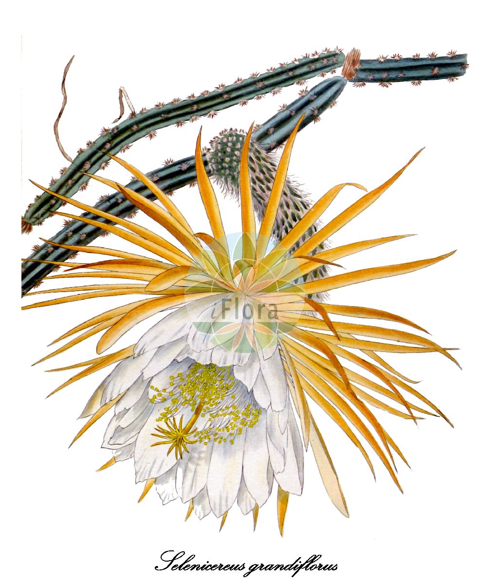 Selenicereus grandiflorus - Cactaceae,Plantae,Pteridobiotina,Angiosperms,Caryophyllales,Cactaceae,Selenicereus,Selenicereus grandiflorus,Cactus grandiflorus, Cereus antoinii, Cereus grandiflorus, Cereus grandiflorus var. affinis, Cereus grandiflorus var. armatus, Cereus grandiflorus var. minor, Cereus grandiflorus var. uranos, Cereus grandiflorus var. uranos, Cereus grandiflorus var. uranus, Cereus nycticalus var. armatus, Cereus obtusus, Cereus ophites, Cereus rosaceus, Cereus scandens var. minor, Cereus uranos, Selenicereus grandiflorus var. affinis, Selenicereus grandiflorus var. barbadensis, Selenicereus grandiflorus var. ophites, Selenicereus grandiflorus var. uranus,Königin der Nacht;Mondkaktus;Schlangencereus;Schlangenkaktus;queen-of-the-night;reina de la noche