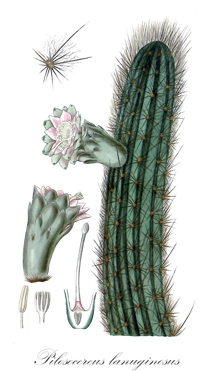 Pilosocereus lanuginosus - Cactaceae,Plantae,Pteridobiotina,Angiosperms,Caryophyllales,Cactaceae,Pilosocereus,Pilosocereus lanuginosus,Cactus lanuginosus, Cephalocereus columbianus, Cephalocereus lanuginosus, Cereus lanuginosus, Cereus lanuginosus, Cereus pfeifferi, Cereus royenii, Pilocereus coerulescens, Pilocereus consolei, Pilocereus lanuginosus, Pilocereus lanuginosus var. virens, Pilocereus swartzii, Pilosocereus coerulescens, Pilosocereus panchesiorum