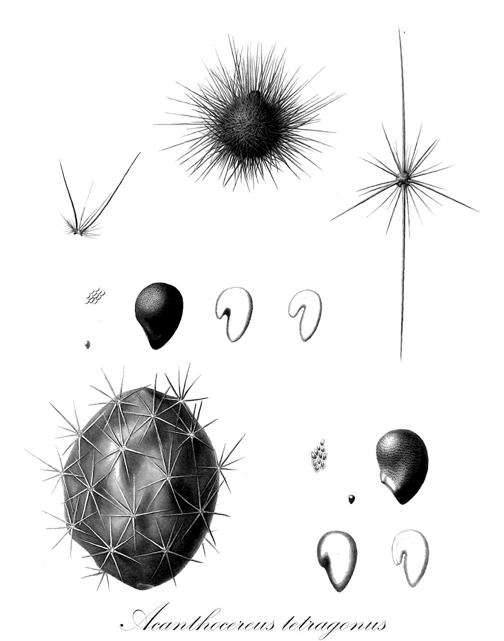 Acanthocereus tetragonus - Cactaceae,Plantae,Pteridobiotina,Angiosperms,Caryophyllales,Cactaceae,Acanthocereus,Acanthocereus tetragonus,Acanthocereus acutangulus, Acanthocereus baxaniensis, Acanthocereus colombianus, Acanthocereus floridanus, Acanthocereus horridus, Acanthocereus occidentalis, Acanthocereus pentagonus, Acanthocereus pitajaya, Acanthocereus princeps, Acanthocereus subinermis, Acanthocereus tetragonus var. micracanthus, Cactus pentagonus, Cactus pitajaya, Cactus prismaticus, Cactus reptans, Cactus tetragonus, Cereus acutangulus, Cereus babosus, Cereus baxaniensis, Cereus dussii, Cereus horribilis, Cereus nitidus, Cereus pentagonus, Cereus pentagonus, Cereus pitajaya, Cereus princeps, Cereus prismaticus, Cereus prismaticus, Cereus ramosus, Cereus reptans, Cereus sirul, Cereus tetragonus, Cereus tetragonus var. major, Cereus tetragonus var. minor, Cereus tetragonus var. ramosior, Cereus undulatus, Cereus variabilis, Cereus vasmerii,barbed-wire cactus;chaco;triangle cactus