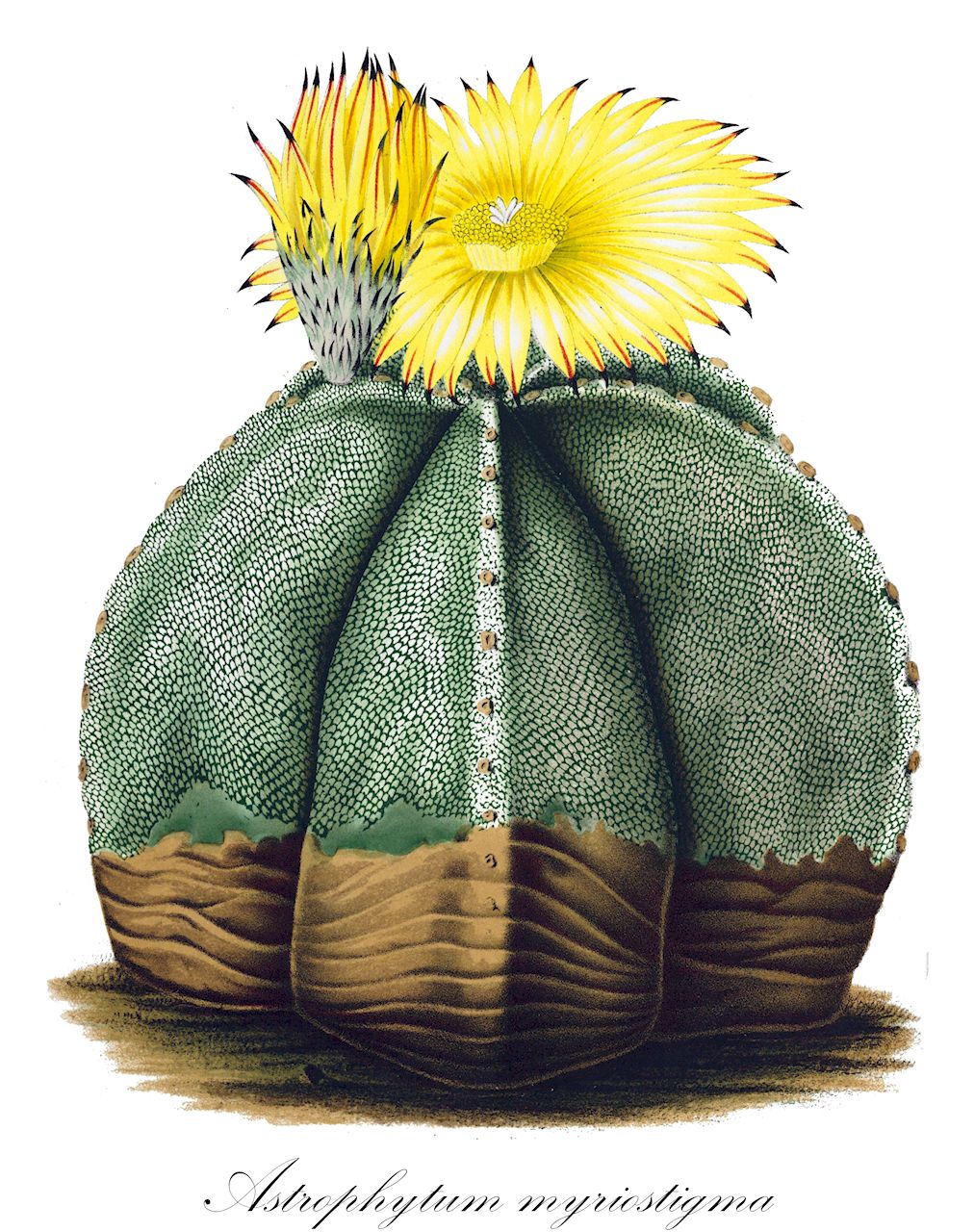 Astrophytum myriostigma - Cactaceae,Plantae,Pteridobiotina,Angiosperms,Caryophyllales,Cactaceae,Astrophytum,Astrophytum myriostigma,Astrophytum columnare, Astrophytum depressum, Astrophytum mirum, Astrophytum myriostigma subsp. potosinum, Astrophytum myriostigma subsp. quadricostatum, Astrophytum myriostigma subsp. tamaulipense, Astrophytum myriostigma subsp. tulense, Astrophytum myriostigma subvar. nudum, Astrophytum myriostigma subvar. tulense, Astrophytum myriostigma var. cereiforme, Astrophytum myriostigma var. columnare, Astrophytum myriostigma var. grandiflorum, Astrophytum myriostigma var. minimiflorum, Astrophytum myriostigma var. nudicarpa, Astrophytum myriostigma var. nudum, Astrophytum myriostigma var. potosinum, Astrophytum myriostigma var. potosinum, Astrophytum myriostigma var. quadricostatum, Astrophytum myriostigma var. quadricostatum, Astrophytum myriostigma var. strongylogonum, Astrophytum myriostigma var. tamaulipense, Astrophytum myriostigma var. tulense, Astrophytum myriostigma var. verum, Astrophytum prismaticum, Astrophytum quadratum, Astrophytum quadricostatum, Astrophytum tamaulipense, Astrophytum tulense, Cereus callicoche, Cereus colicochus, Cereus inermis, Echinocactus myriostigma, Echinocactus myriostigma f. columnaris, Echinocactus myriostigma subsp. potosinus, Echinocactus myriostigma subsp. quadricostatus, Echinocactus myriostigma var. columnaris, Echinocactus myriostigma var. nudus, Echinocactus myriostigma var. quadricostatus