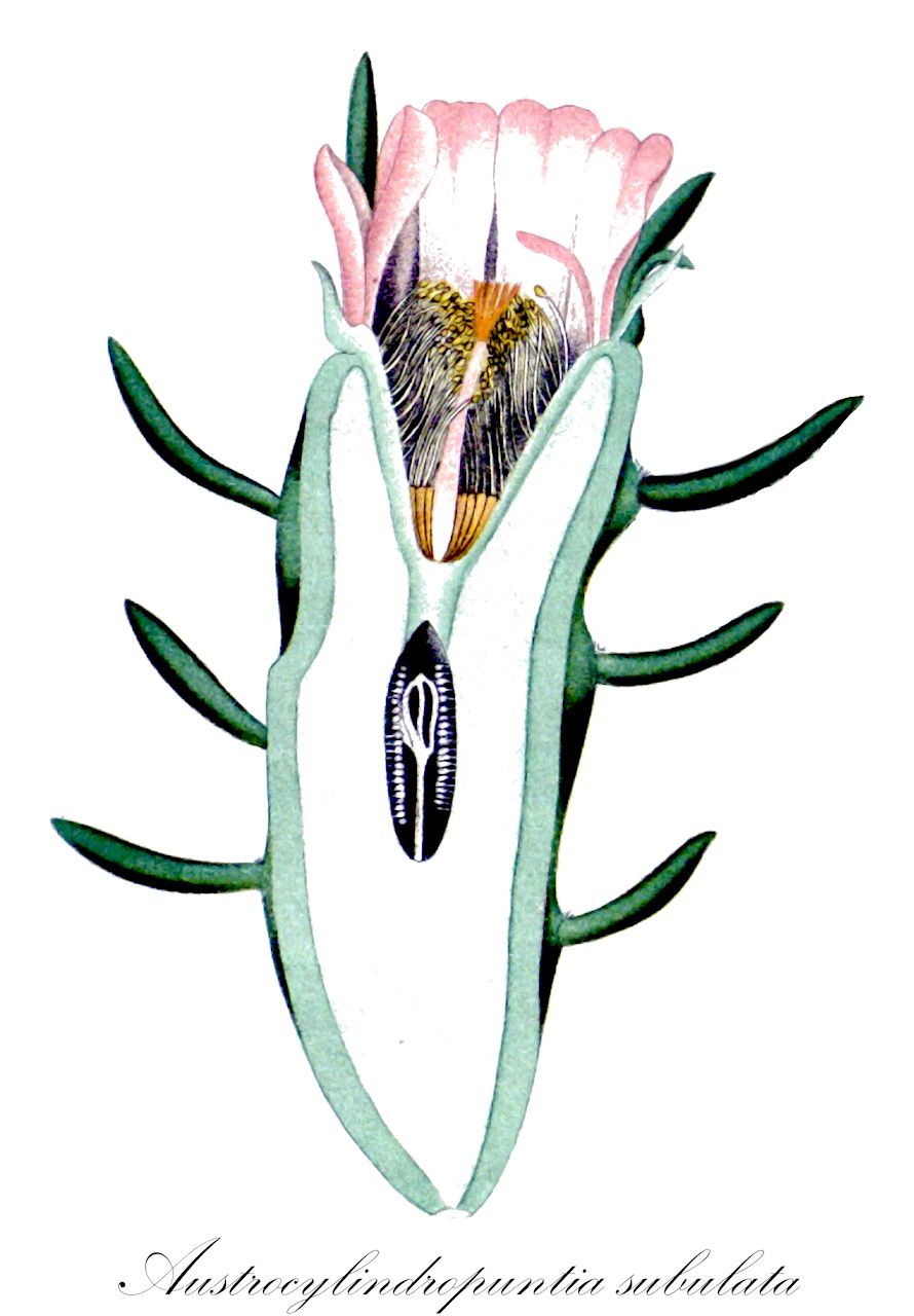 Austrocylindropuntia subulata - Cactaceae,Plantae,Pteridobiotina,Angiosperms,Caryophyllales,Cactaceae,Austrocylindropuntia,Austrocylindropuntia subulata,Austrocylindropuntia subulata subsp. subulata, Cylindropuntia subulata, Opuntia ellemeetiana, Opuntia ellemetiana, Opuntia segethii, Opuntia subulata, Pereskia affinis, Pereskia subulata, Pereskiopsis subulata,alfileres de Eva;patata-quisca;аустроцилиндропунция шиловидная;шиловидная аустроцилиндропунция;sylopuntia