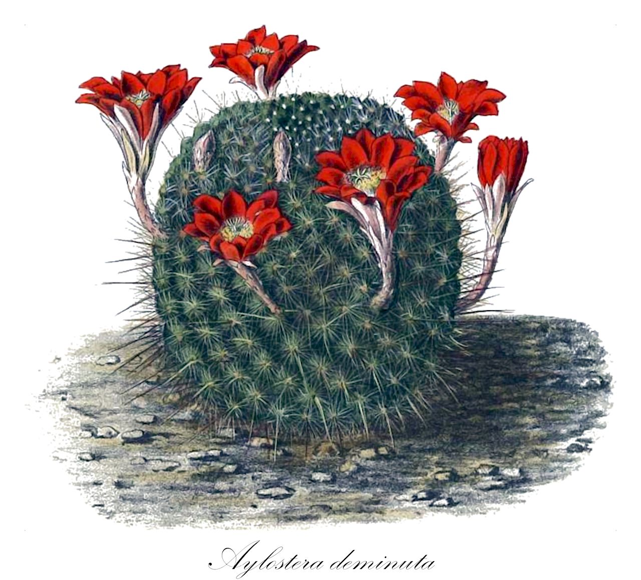 Aylostera deminuta - Cactaceae,Plantae,Pteridobiotina,Angiosperms,Caryophyllales,Cactaceae,Aylostera,Aylostera deminuta,Aylostera albiareolata, Aylostera albiflora, Aylostera albipilosa, Aylostera buiningiana, Aylostera cajasensis, Aylostera cintiensis, Aylostera condorensis, Aylostera deminuta var. pseudominuscula, Aylostera donaldiana, Aylostera fiebrigii, Aylostera flavistyla, Aylostera fulviseta, Aylostera fusca, Aylostera heliosa, Aylostera heliosa subsp. cajasensis, Aylostera heliosa subsp. condorensis, Aylostera hoffmannii, Aylostera jujuyana, Aylostera kieslingii, Aylostera kupperiana, Aylostera mandingaensis, Aylostera muscula, Aylostera narvaecense, Aylostera narvaecensis, Aylostera nitida, Aylostera nogalesensis, Aylostera patericalyx, Aylostera perplexa, Aylostera pseudodeminuta, Aylostera pseudodeminuta var. albiseta, Aylostera pseudodeminuta var. grandiflora, Aylostera pseudodeminuta var. schneideriana, Aylostera pseudodeminuta var. schumanniana, Aylostera pseudominuscula, Aylostera pulchella, Aylostera pulvinosa, Aylostera robustispina, Aylostera rubiginosa, Aylostera simoniana, Aylostera spegazziniana, Aylostera spegazziniana var. atroviridis, Aylostera spinosissima, Aylostera tamboensis, Aylostera vallegrandensis, Aylostera vulpina, Aylostera wahliana, Aylostera walteri, Aylostera waltheriana, Echinocactus deminutus, Echinocactus fiebrigii, Echinocactus pseudominusculus, Echinopsis deminuta, Echinopsis pseudominuscula, Echinopsis pseudominusculus, Mediolobivia ithyacantha, Rebutia albiareolata, Rebutia albiflora, Rebutia albipilosa, Rebutia archibuiningiana, Rebutia buiningiana, Rebutia cajasensis, Rebutia cintiensis, Rebutia deminuta, Rebutia deminuta f. pseudominuscula, Rebutia deminuta subsp. kupperiana, Rebutia donaldiana, Rebutia dutineana, Rebutia dutineana var. gracilior, Rebutia fiebdgii, Rebutia fiebrigii, Rebutia fiebrigii f. densiseta, Rebutia fiebrigii var. densiseta, Rebutia fiebrigii var. vulpes, Rebutia flavistyla, Rebutia fulviseta, Rebutia fusca, Rebutia heliosa, Rebutia heliosa subsp. cajasensis, Rebutia heliosa subsp. condorensis, Rebutia heliosa subsp. teresae, Rebutia heliosa var. cajasensis, Rebutia heliosa var. condorensis, Rebutia hoffmannii, Rebutia ithyacantha, Rebutia jujuyana, Rebutia kieslingii, Rebutia kupperiana, Rebutia kupperiana var. spiniflora, Rebutia mamillosa var. australis, Rebutia mamillosa var. orientalis, Rebutia minutissima, Rebutia muscula, Rebutia muscula var. luteoalbida, Rebutia narvaecense, Rebutia narvaecensis, Rebutia nitida, Rebutia nogalesensis, Rebutia patericalyx, Rebutia perplexa, Rebutia pseudodeminuta, Rebutia pseudodeminuta f. albiseta, Rebutia pseudodeminuta f. grandiflora, Rebutia pseudodeminuta f. schneideriana, Rebutia pseudodeminuta f. schumanniana, Rebutia pseudodeminuta var. schumanniana, Rebutia pseudominuscula, Rebutia pulchella, Rebutia pulvinosa, Rebutia pulvinosa subsp. albiflora, Rebutia pulvinosa subsp. perplexa, Rebutia robustispina, Rebutia robustispina var. minor, Rebutia rubiginosa, Rebutia sanguinea, Rebutia sanguinea var. minor, Rebutia simoniana, Rebutia spegazziana, Rebutia spegazziniana, Rebutia spegazziniana var. atroviridis, Rebutia spinosissima, Rebutia tamboensis, Rebutia vallegrandensis, Rebutia vulpina, Rebutia wahliana, Rebutia walteri