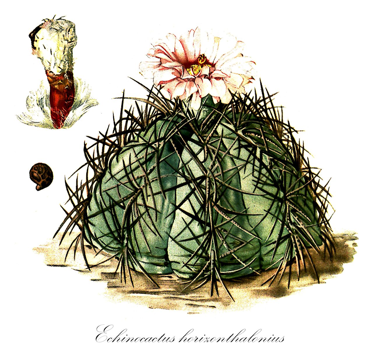 Echinocactus horizonthalonius - Cactaceae,Plantae,Pteridobiotina,Angiosperms,Caryophyllales,Cactaceae,Echinocactus,Echinocactus horizonthalonius,Echinocactus equitans, Echinocactus horizontalis, Echinocactus horizonthalonius f. centrispinus, Echinocactus horizonthalonius f. curvispinus, Echinocactus horizonthalonius f. obscurispinus, Echinocactus horizonthalonius subsp. diabolicus, Echinocactus horizonthalonius subsp. horizonthalonius, Echinocactus horizonthalonius subsp. jarmilae, Echinocactus horizonthalonius var. centrispinus, Echinocactus horizonthalonius var. curvispinus, Echinocactus horizonthalonius var. equitans, Echinocactus horizonthalonius var. laticostatus, Echinocactus horizonthalonius var. obscurispinus, Echinocactus horizonthalonius var. subikii, Echinocactus laticostatus, Echinocactus pachycornis, Meyerocactus horizonthalonius,blue barrel cactus;visnaga meloncillo