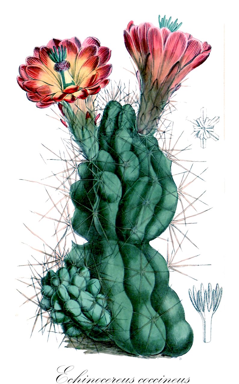 Echinocereus coccineus - Cactaceae,Plantae,Pteridobiotina,Angiosperms,Caryophyllales,Cactaceae,Echinocereus,Echinocereus coccineus,Cereus aggregatus, Cereus coccineus var. cylindricus, Cereus hexaedrus, Echinocereus coccineus subsp. aggregatus, Echinocereus coccineus subsp. transpecosensis, Echinocereus conoideus, Echinocereus conoideus var. cristata, Echinocereus triglochidiatus subsp. coccineus, Echinocereus triglochidiatus var. coccineus,arizona claret-cup cactus;arizona hedgehog cactus;claret-cup cactus;scarlet hedgehog cactus