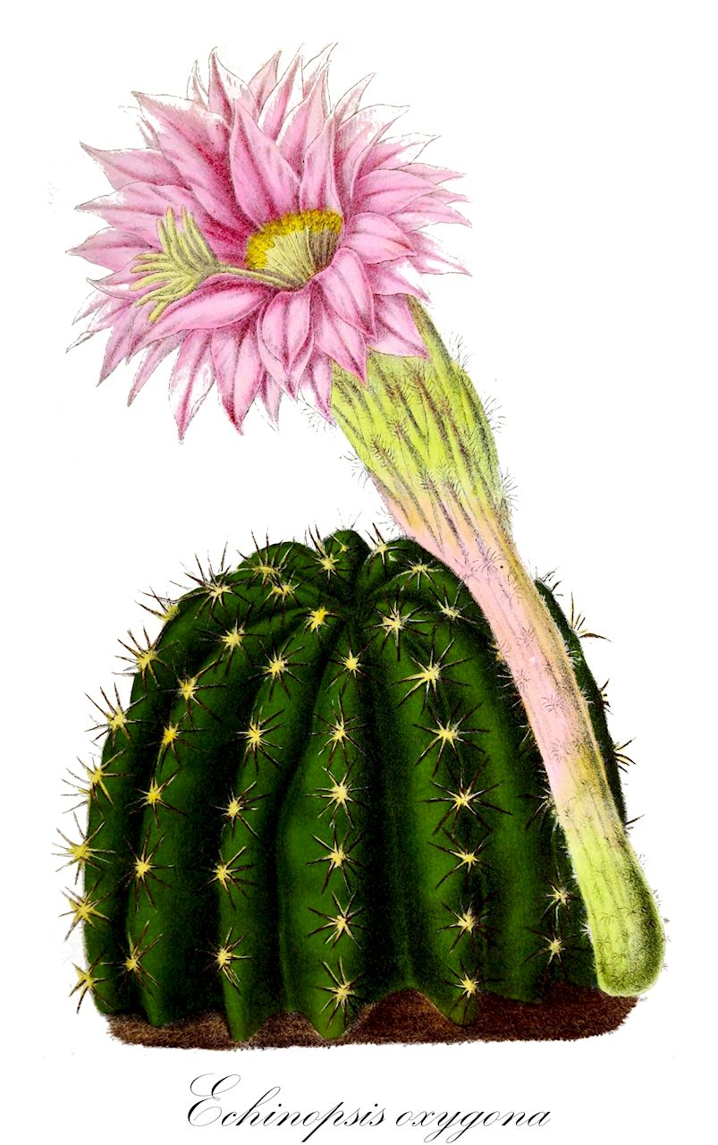Echinopsis oxygona - Cactaceae,Plantae,Pteridobiotina,Angiosperms,Caryophyllales,Cactaceae,Echinopsis,Echinopsis oxygona,Cereus decaisneanus, Cereus eyriesii, Cereus geminatus, Cereus jasmineus, Cereus multiplex, Cereus multiplex var. monstrosus, Cereus oxygonus, Cereus schelhasii, Cereus turbinatus, Echinocactus boutillieri, Echinocactus decaisneanus, Echinocactus decaisnei, Echinocactus eyriesii, Echinocactus eyriesii var. glaucus, Echinocactus gemmatus, Echinocactus multiplex, Echinocactus multiplex, Echinocactus octogonus, Echinocactus oxygonus, Echinocactus sulcatus, Echinocactus turbinatus, Echinonyctanthus decaisneanus, Echinonyctanthus eyriesii, Echinonyctanthus multiplex, Echinonyctanthus nigrispinus, Echinonyctanthus oxygonus, Echinonyctanthus turbinatus, Echinopsis adolfofriedrichii, Echinopsis brasiliensis, Echinopsis decaisniana, Echinopsis derenbergii, Echinopsis derenbergii var. blossfeldii, Echinopsis eyriesii, Echinopsis eyriesii, Echinopsis eyriesii var. cristata, Echinopsis eyriesii var. duvallii, Echinopsis eyriesii var. glauca, Echinopsis eyriesii var. glaucescens, Echinopsis eyriesii var. grandiflora, Echinopsis eyriesii var. major, Echinopsis eyriesii var. phyligera, Echinopsis eyriesii var. pudantii, Echinopsis eyriesii var. rosea, Echinopsis eyriesii var. schelhasii, Echinopsis eyriesii var. tettavii, Echinopsis eyriesii var. triumphans, Echinopsis gemmata var. decaisneana, Echinopsis gemmata var. schelhasii, Echinopsis melanacantha, Echinopsis multiplex, Echinopsis multiplex, Echinopsis multiplex var. monstrosa, Echinopsis nigrispina, Echinopsis oxygona, Echinopsis oxygona f. brasiliensis, Echinopsis oxygona f. brevispina, Echinopsis oxygona f. grandiflora, Echinopsis oxygona f. multiplex, Echinopsis oxygona f. werdermannii, Echinopsis oxygona var. turbinata, Echinopsis paraguayensis, Echinopsis paraguayensis, Echinopsis pudantii, Echinopsis schelhasii, Echinopsis schwantesii, Echinopsis tettavii, Echinopsis tubiflora var. paraguayensis, Echinopsis turbinata, Echinopsis werdermannii, Echinopsis zuccarinii, Echinopsis zuccarinii var. rolandii, Rebutia multiplex