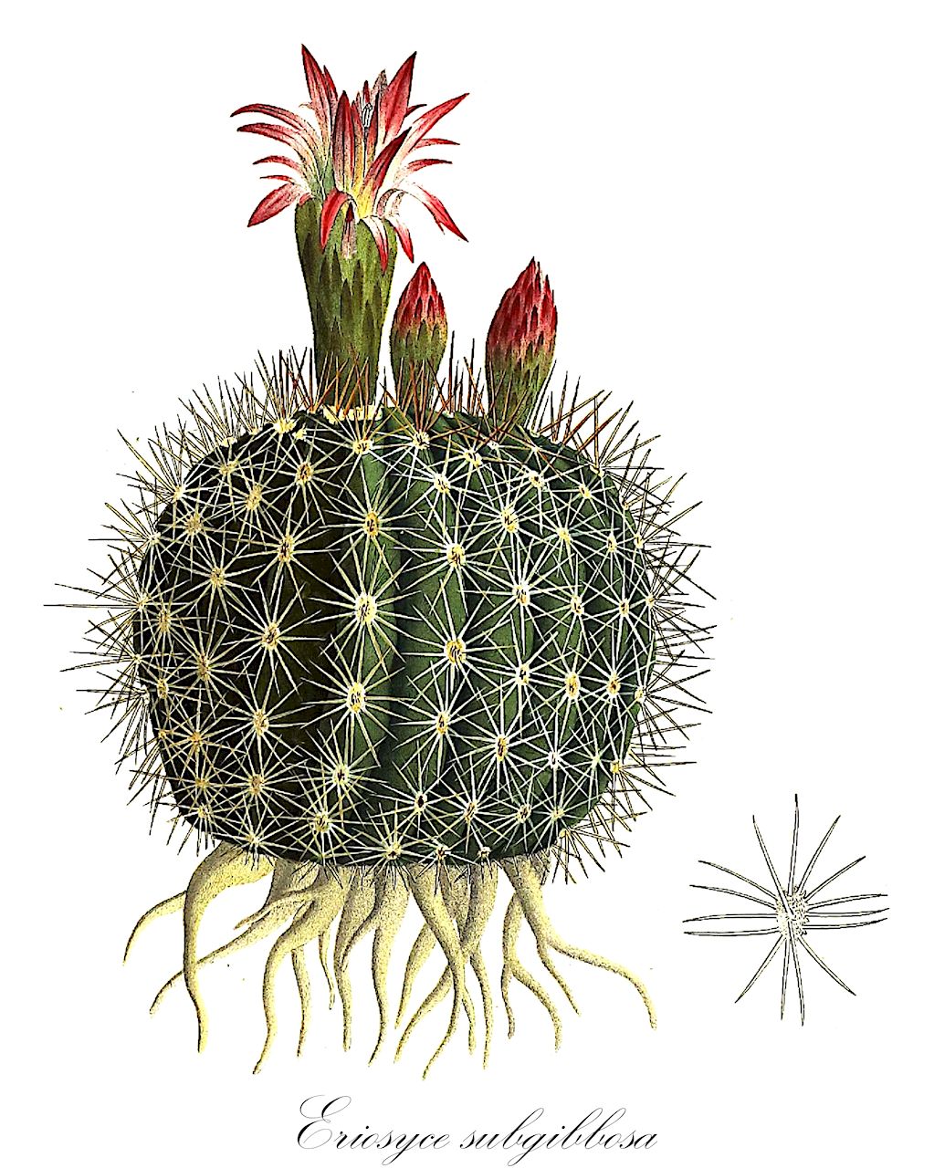 Eriosyce subgibbosa - Cactaceae,Plantae,Pteridobiotina,Angiosperms,Caryophyllales,Cactaceae,Eriosyce,Eriosyce subgibbosa,Cactus berteroi, Cactus floribundus, Cactus gibbosus, Cereus dichroacanthus, Cereus foveolatus, Cereus hoffmannseggii, Cereus montevidensis, Chilenia acutissima, Chilenia castaneoides, Chilenia heteracantha, Chilenia rostrata, Chilenia subcylindrica, Chilenia subgibbosa, Cumulopuntia berteroi, Echinocactus acutissimus, Echinocactus acutissimus var. cristatus, Echinocactus berteroi, Echinocactus castaneoides, Echinocactus crenatus, Echinocactus exsculptus, Echinocactus exsculptus var. cristatus, Echinocactus exsculptus var. elatior, Echinocactus exsculptus var. foveolatus, Echinocactus exsculptus var. fulvispinus, Echinocactus exsculptus var. tenuispinus, Echinocactus exsculptus var. thrincogonus, Echinocactus foveolatus, Echinocactus gayanus, Echinocactus guyannensis, Echinocactus hoffmannseggii, Echinocactus montevidensis, Echinocactus rostratus, Echinocactus subgibbosus, Echinocactus thrincogonos, Echinocactus thrincogonus var. elatior, Echinocactus valparaiso, Eriosyce clavata subsp. nigrihorrida, Euporteria acutissima, Euporteria castaneoides, Euporteria heteracantha, Euporteria nigrihorrida, Euporteria subcylindrica, Euporteria subgibbosa, Hildmannia rostrata, Mammillaria floribunda, Mammillaria gibbosa, Neochilenia rostrata, Neoporteria acutissima, Neoporteria castaneoides, Neoporteria clavata var. nigrihorrida, Neoporteria exsculpta, Neoporteria heteracantha, Neoporteria litoralis var. intermedia, Neoporteria litoralis var. robustispina, Neoporteria microsperma, Neoporteria microsperma var. graciana, Neoporteria microsperma var. serenana, Neoporteria nigrihorrida var. minor, Neoporteria subcylindrica, Neoporteria subgibbosa, Neoporteria subgibbosa f. castaneoides, Neoporteria subgibbosa f. heteracantha, Neoporteria subgibbosa f. microsperma, Neoporteria subgibbosa f. serenana, Neoporteria subgibbosa f. subcylindrica, Neoporteria subgibbosa var. chionacantha, Neoporteria subgibbosa var. intermedia, Neoporteria subgibbosa var. nigrihorrida, Neoporteria subgibbosa var. orientalis, Neoporteria wagenknechtii var. microsperma, Opuntia berteroi