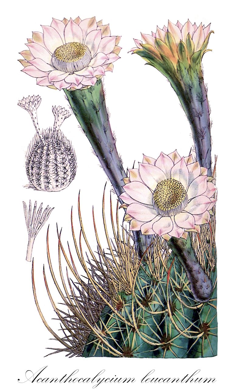Acanthocalycium leucanthum - Cactaceae,Plantae,Pteridobiotina,Angiosperms,Caryophyllales,Cactaceae,Acanthocalycium,Acanthocalycium leucanthum,Cereus campylacanthus, Cereus incurvispinus, Cereus leucanthus, Echinocactus leucanthus, Echinocactus salpigophorus, Echinonyctanthus leucanthus, Echinopsis baldiana, Echinopsis campylacantha, Echinopsis campylacantha var. leucantha, Echinopsis campylacantha var. stylodes, Echinopsis cordobensis, Echinopsis gladispina, Echinopsis intricatissima, Echinopsis leucantha, Echinopsis leucantha var. brasiliensis, Echinopsis leucantha var. volliana, Echinopsis melanopotamica, Echinopsis molesta, Echinopsis schaferi, Echinopsis shaferi, Echinopsis simplex, Echinopsis spegazziniana, Melocactus ambiguus, Melocactus elegans
