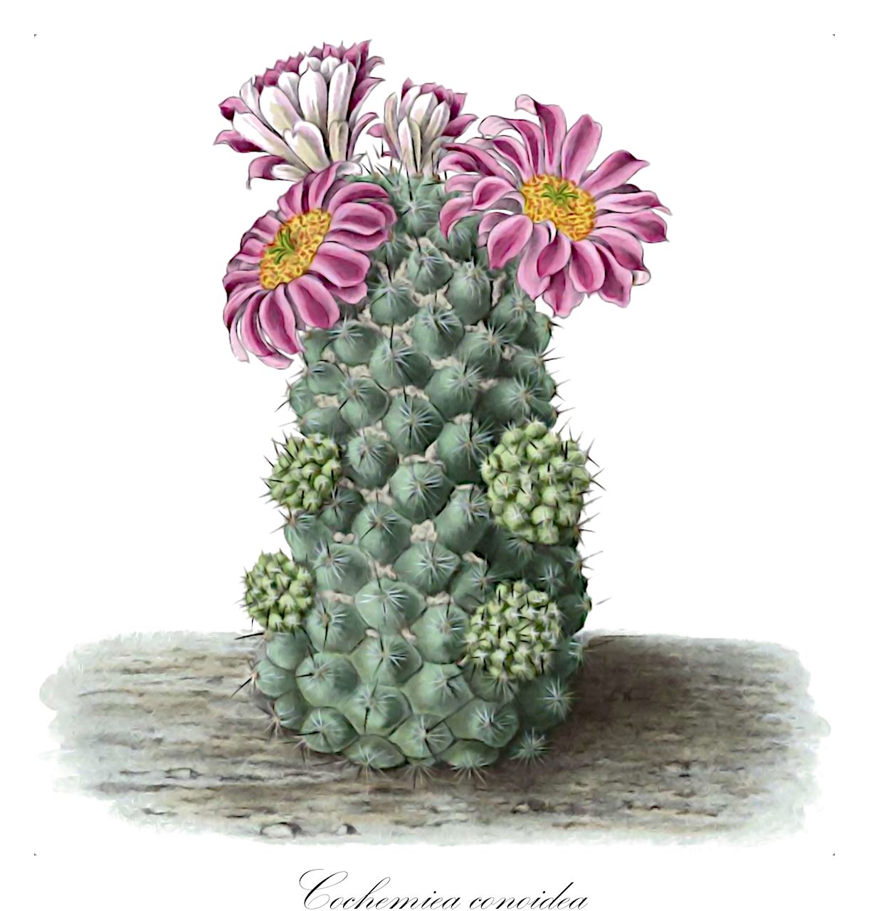Cochemiea conoidea - Cactaceae,Plantae,Pteridobiotina,Angiosperms,Caryophyllales,Cactaceae,Cochemiea,Cochemiea conoidea,Cactus conoideus, Cactus coronatus, Cactus crebrispinus, Cactus echinocactoides, Cactus grandiflorus, Coryphantha ceratites, Coryphantha conoidea, Coryphantha grandiflora, Coryphantha stuetzlei, Coryphantha stuetzlei, Echinocactus conoideus, Escobaria orcuttii, Mammillaria ceratites, Mammillaria conoidea, Mammillaria coronata, Mammillaria crebrispina, Mammillaria diaphanacantha, Mammillaria echinocactoides, Mammillaria grandiflora, Mammillaria inconspicua, Mammillaria scheeri, Neolloydia ceratites, Neolloydia conoidea, Neolloydia conoidea var. ceratites, Neolloydia conoidea var. conoidea, Neolloydia conoidea var. depressa, Neolloydia conoidea var. grandiflora, Neolloydia conoidea var. matehualensis, Neolloydia conoidea var. texensis, Neolloydia grandiflora, Neolloydia grandiflora var. robusta, Neolloydia matehualensis, Neolloydia orcuttii, Neolloydia stuetzlei, Neolloydia stuetzleri, Neolloydia texensis, Pediocactus conoideus,texas cone cactus