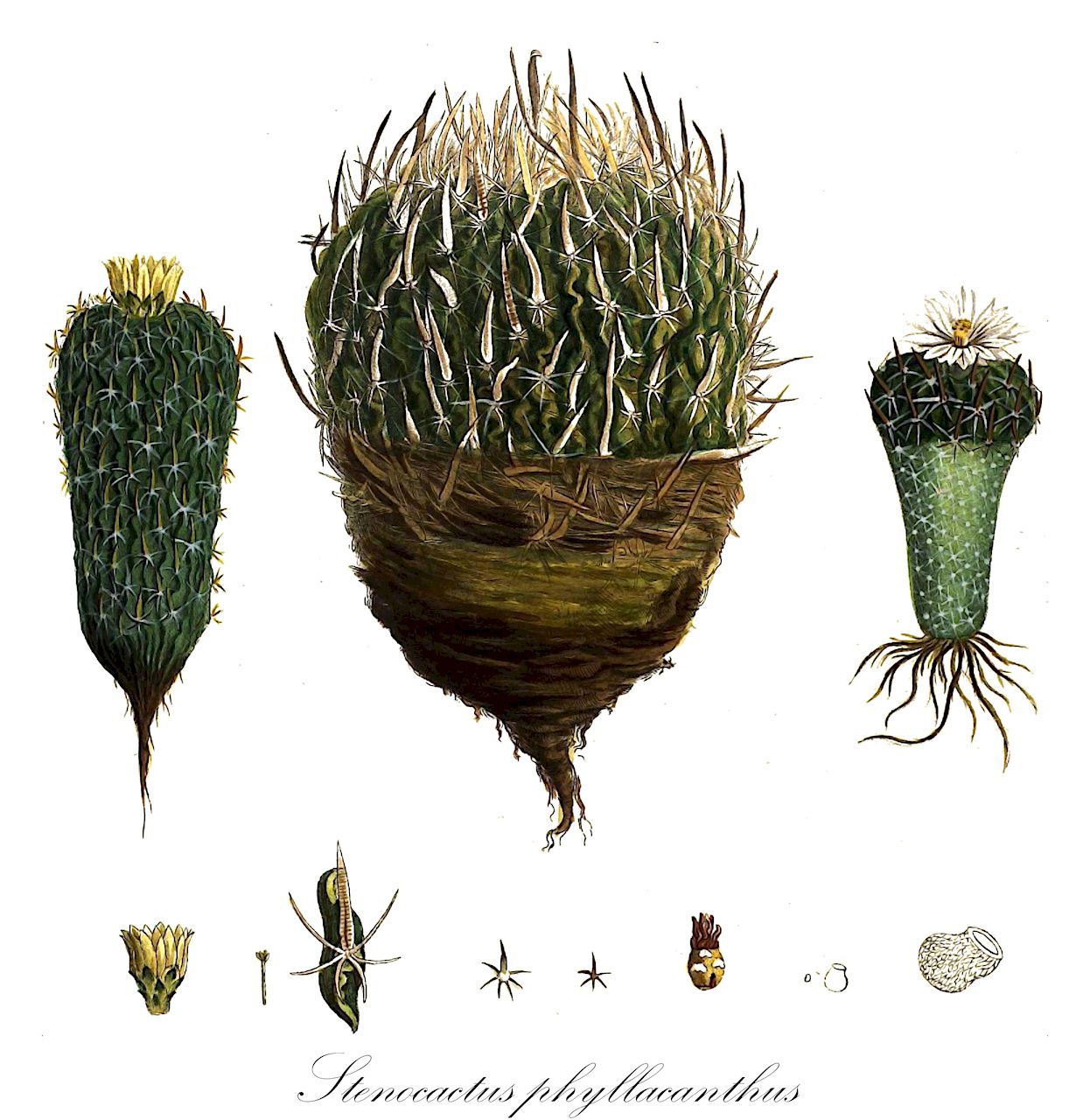 Stenocactus phyllacanthus - Cactaceae,Plantae,Pteridobiotina,Angiosperms,Caryophyllales,Cactaceae,Stenocactus,Stenocactus phyllacanthus,Brittonrosea phyllacantha, Echinocactus hookeri, Echinocactus melmsianus, Echinocactus phyllacanthoides, Echinocactus phyllacanthoides var. laevior, Echinocactus phyllacanthoides var. macracanthus, Echinocactus phyllacanthoides var. micracanthus, Echinocactus phyllacanthus, Echinocactus phyllacanthus var. tricuspidatus, Echinocactus tricuspidatus, Echinofossulocactus phyllacanthus, Echinofossulocactus phyllacanthus var. hookeri, Echinofossulocactus phyllacanthus var. macracanthus, Echinofossulocactus phyllacanthus var. micracanthus, Echinofossulocactus tricuspidatus, Efossus phyllacanthus, Efossus tricuspidatus, Ferocactus phyllacanthus, Stenocactus phyllacanthus, Stenocactus tricuspidatus