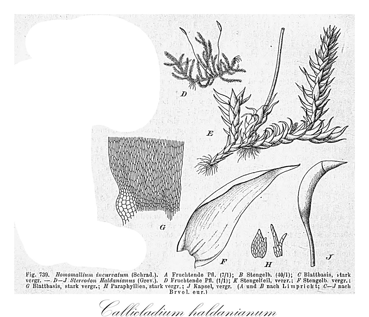 Callicladium haldanianum - Callicladiaceae,Plantae,Bryobiotina,Bryophyta,Bryopsida,Bryidae,Hypnanae,Hypnales,Callicladiaceae,Callicladium,Callicladium haldanianum,Brachythecium brevinerve, Brachythecium weinmannii, Callicladium haldaneanum var. viride, Heterophyllium flaccum, Heterophyllium haldaneanum var. viride, Heterophyllium haldanei, Heterophyllium haldanianum, Heterophyllium sikokianum, Hypnum badense, Hypnum cooleyanum, Hypnum curvirostrum, Hypnum cylindricum, Hypnum flaccum, Hypnum haldanei, Hypnum haldanianum, Hypnum haldanianum var. roellii, Hypnum pulchrum, Hypnum weinmannii, Plagiothecium auriculatum, Plagiothecium brevipungens, Plagiothecium cuspidatum, Stereodon brevipungens, Stereodon flaccus, Stereodon haldanei, Stereodon haldanianus, Stereodon haldanianus var. viridis