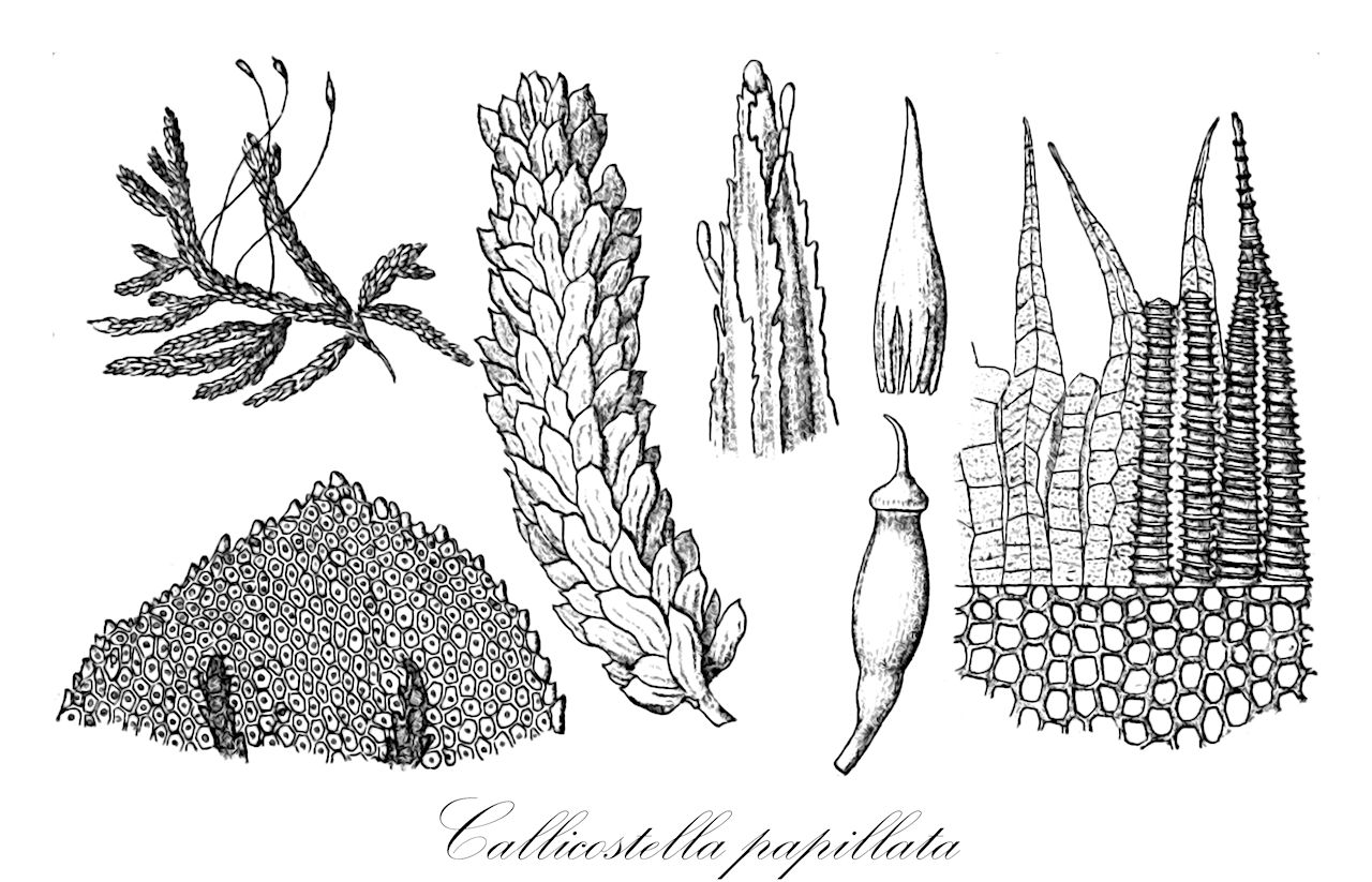 Callicostella papillata - Callicostaceae,Plantae,Bryobiotina,Bryophyta,Bryopsida,Bryidae,Hypnanae,Hookeriales,Callicostaceae,Callicostella,Callicostella papillata,Callicostella baileyi, Callicostella oblongifolia, Callicostella pontianacensis, Hookeria baileyi, Hookeria oblongifolia, Hookeria papillata, Schizomitrium papillatum