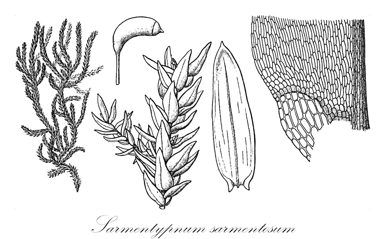 Sarmentypnum sarmentosum - Calliergonaceae,Plantae,Bryobiotina,Bryophyta,Bryopsida,Bryidae,Hypnanae,Hypnales,Calliergonaceae,Sarmentypnum,Sarmentypnum sarmentosum,Acrocladium sarmentosum, Acrocladium sarmentosum var. fontinaloides, Amblystegium brunneo-fuscum, Amblystegium sarmentosum, Amblystegium sarmentosum var. arcticum, Amblystegium sarmentosum var. fallaciosum, Amblystegium sarmentosum var. fontinaloides, Amblystegium sarmentosum var. fuscescens, Calliergon brunneo-fuscum, Calliergon keniae, Calliergon luipichense, Calliergon nubigenum, Calliergon sarmentosum, Calliergon sarmentosum f. fallaciosum, Calliergon sarmentosum f. fontinaloides, Calliergon sarmentosum f. pseudogiganteum, Calliergon sarmentosum f. pumilum, Calliergon sarmentosum f. subpinnatum, Calliergon sarmentosum var. beringianum, Calliergon sarmentosum var. crispum, Calliergon sarmentosum var. fallaciosum, Calliergon sarmentosum var. flagellare, Calliergon sarmentosum var. fontinaloides, Calliergon sarmentosum var. pseudogiganteum, Calliergon sarmentosum var. pumilum, Calliergon sarmentosum var. subflavum, Calliergon sarmentosum var. subpinnatum, Drepanocladus hyperboreus, Hypnum brunneo-fuscum, Hypnum hyperboreum, Hypnum nubigenum, Hypnum sarmentosum, Hypnum sarmentosum var. acuminatum, Hypnum sarmentosum var. arcticum, Hypnum sarmentosum var. beringianum, Hypnum sarmentosum var. fallaciosum, Hypnum sarmentosum var. fallax, Hypnum sarmentosum var. fluitans, Hypnum sarmentosum var. fontinaloides, Hypnum sarmentosum var. fuscescens, Hypnum sarmentosum var. pumilum, Hypnum trifarium subsp. sarmentosum, Hypnum trifarium var. sarmentosum, Sarmentypnum luipichense, Stereodon nubigenus, Warnstorfia luipichensis, Warnstorfia sarmentosa