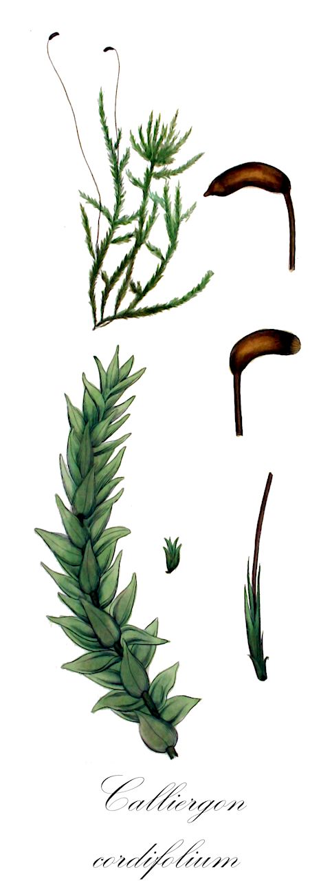 Calliergon cordifolium - Calliergonaceae,Plantae,Bryobiotina,Bryophyta,Bryopsida,Bryidae,Hypnanae,Hypnales,Calliergonaceae,Calliergon,Calliergon cordifolium,Acrocladium cordifolium, Amblystegium cordifolium, Amblystegium cordifolium var. lanato-caule, Calliergon cordifolium f. angustifolium, Calliergon cordifolium f. fontinaloides, Calliergon cordifolium f. intermedium, Calliergon cordifolium f. lanatocaule, Calliergon cordifolium f. phyllorhizans, Calliergon cordifolium var. angustifolium, Calliergon cordifolium var. angustifolium, Calliergon cordifolium var. fontinaloides, Calliergon cordifolium var. intermedium, Calliergon cordifolium var. japonicum, Calliergon cordifolium var. lanato-caule, Calliergon cordifolium var. latifolium, Calliergon cordifolium var. rivularioides, Hypnum cordifolium, Hypnum cordifolium f. heteropterum, Hypnum cordifolium var. angustifolium, Hypnum cordifolium var. angustifolium, Hypnum cordifolium var. compactum, Hypnum cordifolium var. fontinaloides, Hypnum cordifolium var. heteropterum, Hypnum cordifolium var. lanatocaule, Hypnum cordifolium var. rivularioides, Hypnum cuspidatum var. bicolor, Hypnum phyllorhizans, Stereodon cordifolius