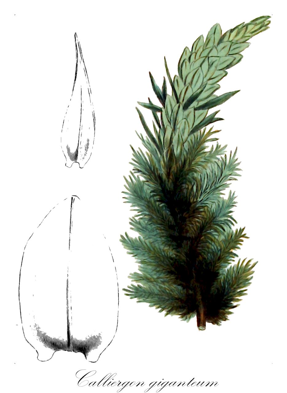 Calliergon giganteum - Calliergonaceae,Plantae,Bryobiotina,Bryophyta,Bryopsida,Bryidae,Hypnanae,Hypnales,Calliergonaceae,Calliergon,Calliergon giganteum,Acrocladium giganteum, Amblystegium giganteum, Calliergon giganteum f. brevifolium, Calliergon giganteum f. crassicostatum, Calliergon giganteum f. decurrens, Calliergon giganteum f. dendroides, Calliergon giganteum f. falcatum, Calliergon giganteum f. fontinaloides, Calliergon giganteum f. giganteum, Calliergon giganteum f. hystricosum, Calliergon giganteum f. immersum, Calliergon giganteum f. laxifolium, Calliergon giganteum f. pseudosarmentosum, Calliergon giganteum f. robustum, Calliergon giganteum var. brevifolium, Calliergon giganteum var. crassicostatum, Calliergon giganteum var. cyclophyllotum, Calliergon giganteum var. decurrens, Calliergon giganteum var. dendroides, Calliergon giganteum var. falcatum, Calliergon giganteum var. fluitans, Calliergon giganteum var. giganteum, Calliergon giganteum var. hystricosum, Calliergon giganteum var. immersum, Calliergon giganteum var. laxifolium, Calliergon giganteum var. laxum, Calliergon giganteum var. leptotum, Calliergon giganteum var. pennatum, Calliergon giganteum var. pseudosarmentosum, Calliergon giganteum var. robustum, Calliergon giganteum var. tenue, Calliergon subsarmentosum, Hypnum cordifolium var. fasciculatum, Hypnum cordifolium var. fluitans, Hypnum cordifolium var. giganteum, Hypnum cordifolium var. robustum, Hypnum cordifolium var. stenodictyon, Hypnum cyclophyllotum, Hypnum giganteum, Hypnum giganteum var. brevifolium, Hypnum giganteum var. cyclophyllotum, Hypnum giganteum var. dendroides, Hypnum giganteum var. fluitans, Hypnum giganteum var. fluitans, Hypnum stenodictyon, Stereodon giganteus