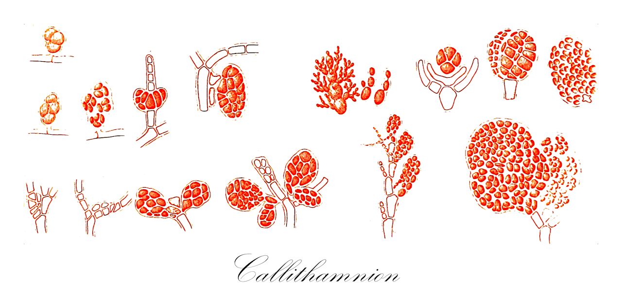 Callithamnion - Rhodophyta,Biota,Plantae,Rhodophyta,Eurhodophytina,Florideophyceae,Ceramiales,Callithamniaceae,Callithamnion,Aristothamnion, Ceratothamnion, Dasythamnion, Dorythamnion, Leptothamnion, Phlebothamnion