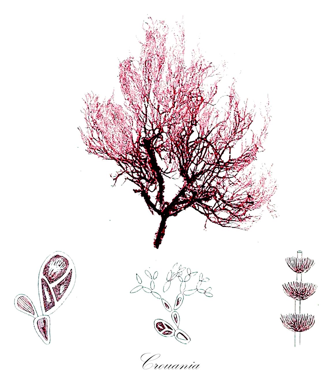 Crouania - Callithamniaceae,Biota,Plantae,Rhodophyta,Eurhodophytina,Florideophyceae,Ceramiales,Callithamniaceae,Crouania,Pseudocrouania