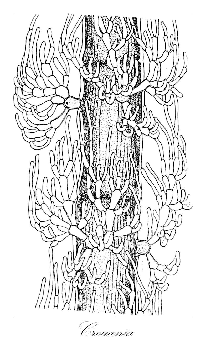 Crouania - Callithamniaceae,Biota,Plantae,Rhodophyta,Eurhodophytina,Florideophyceae,Ceramiales,Callithamniaceae,Crouania,Pseudocrouania