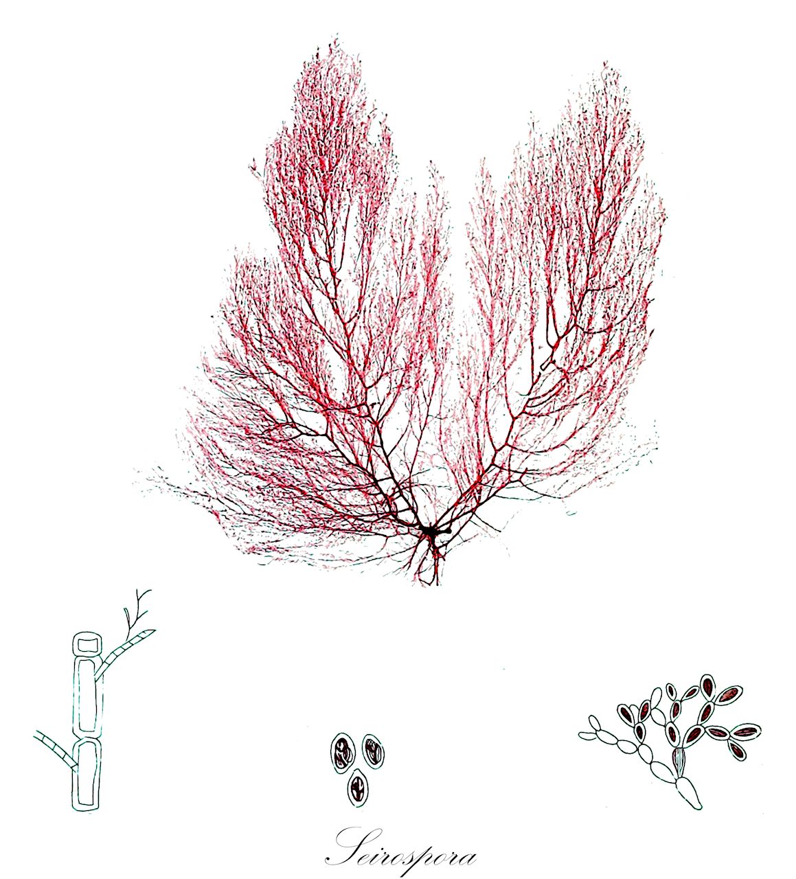 Seirospora - Callithamniaceae,Biota,Plantae,Rhodophyta,Eurhodophytina,Florideophyceae,Ceramiales,Callithamniaceae,Seirospora