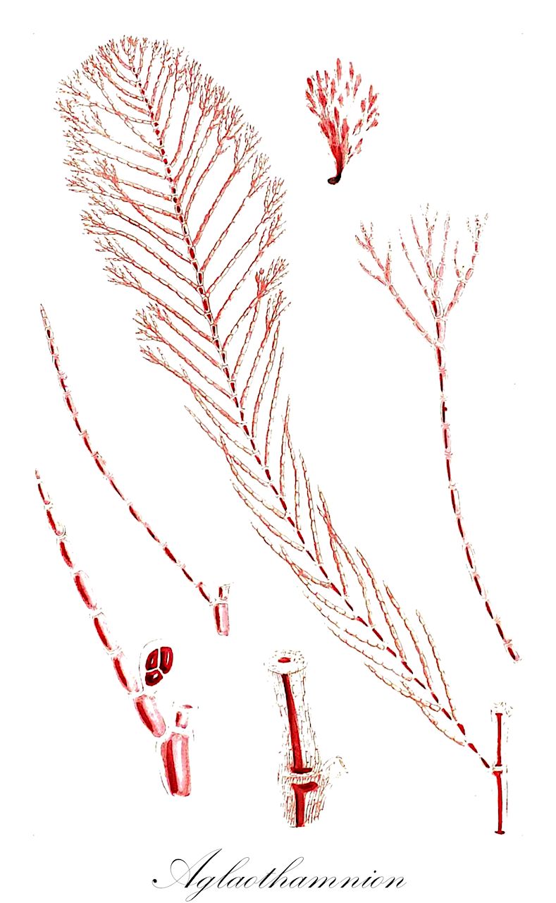 Aglaothamnion - Rhodophyta,Biota,Plantae,Rhodophyta,Eurhodophytina,Florideophyceae,Ceramiales,Callithamniaceae,Aglaothamnion