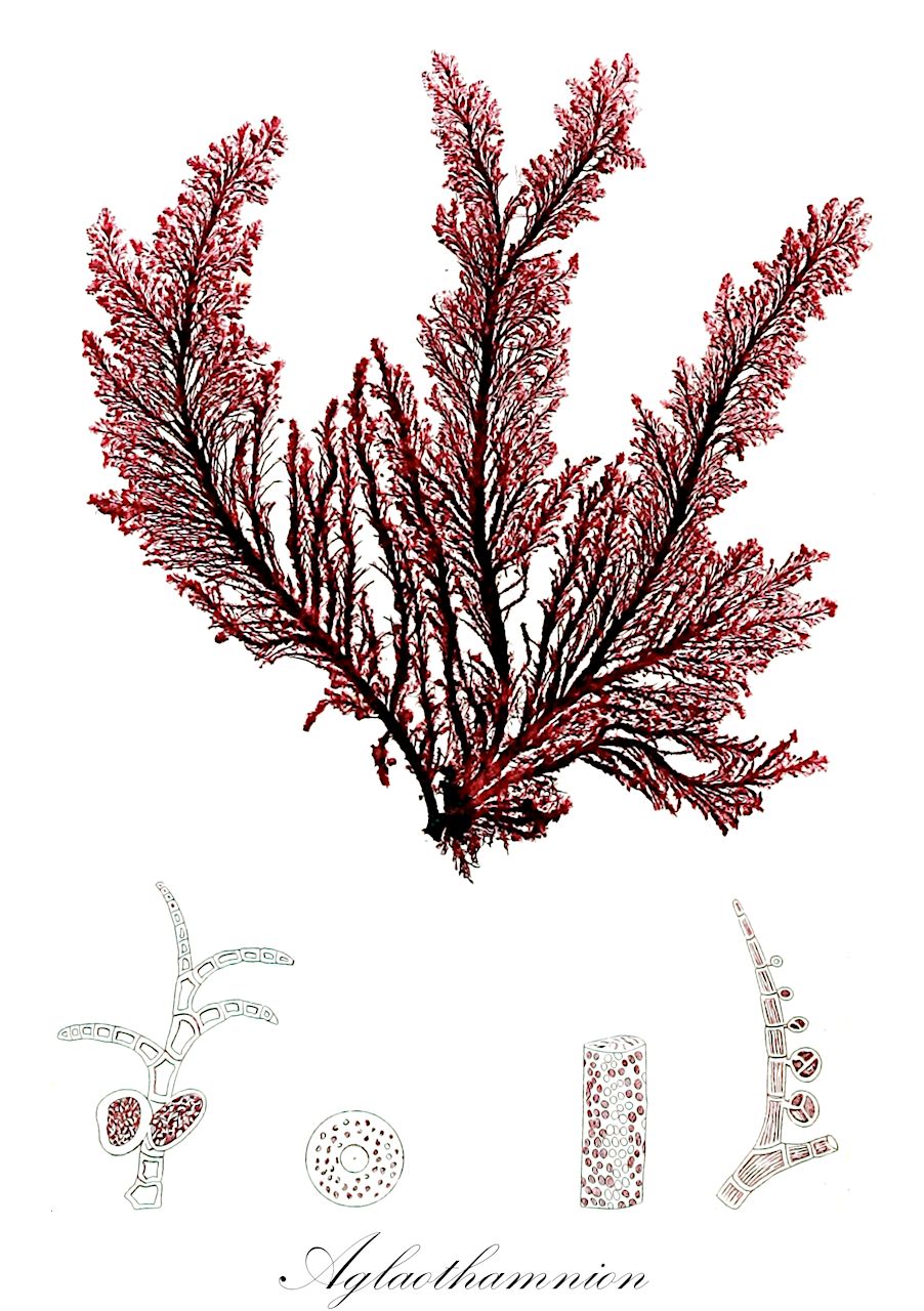 Aglaothamnion - Callithamniaceae,Biota,Plantae,Rhodophyta,Eurhodophytina,Florideophyceae,Ceramiales,Callithamniaceae,Aglaothamnion