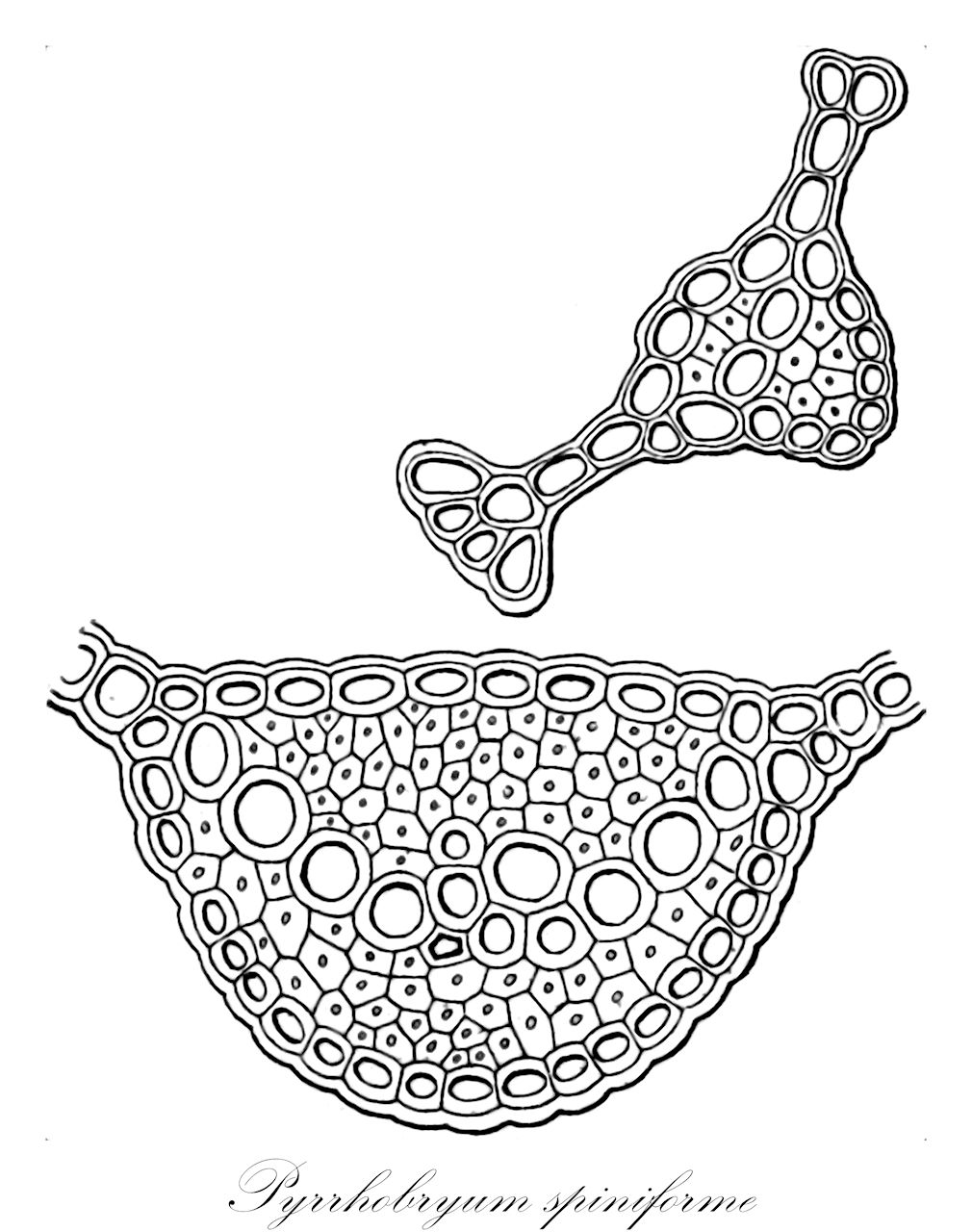 Pyrrhobryum spiniforme - Calomniaceae,Plantae,Bryobiotina,Bryophyta,Bryopsida,Bryidae,Bryanae,Rhizogoniales,Calomniaceae,Pyrrhobryum,Pyrrhobryum spiniforme,Dicranum spiniforme, Hypnum spiniforme, Mnium pervilleanum, Mnium spiniforme, Pyrrhobryum armatum, Rhizogonium armatum, Rhizogonium pervilleanum, Rhizogonium spiniforme, Rhizogonium spiniforme var. spiniforme, Rhynchostegium latifolium, Stereodon spiniformis