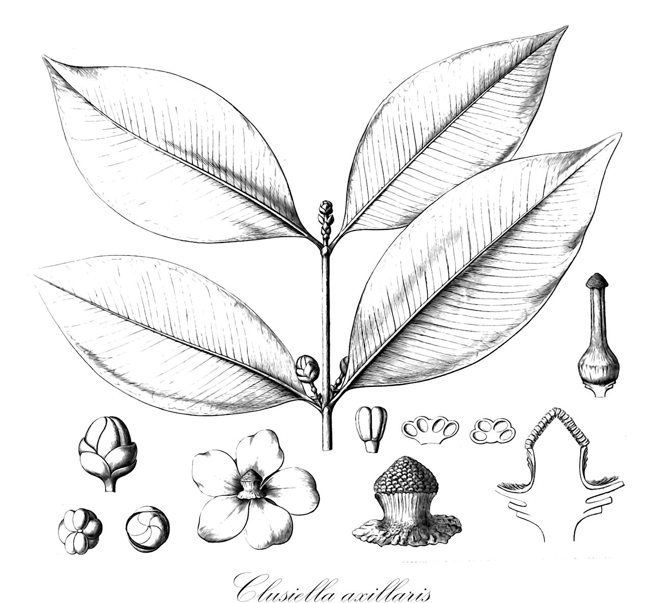 Clusiella axillaris - Calophyllaceae,Plantae,Pteridobiotina,Angiosperms,Malpighiales,Calophyllaceae,Clusiella,Clusiella axillaris,Asthotheca cuspidata, Clusia axillaris