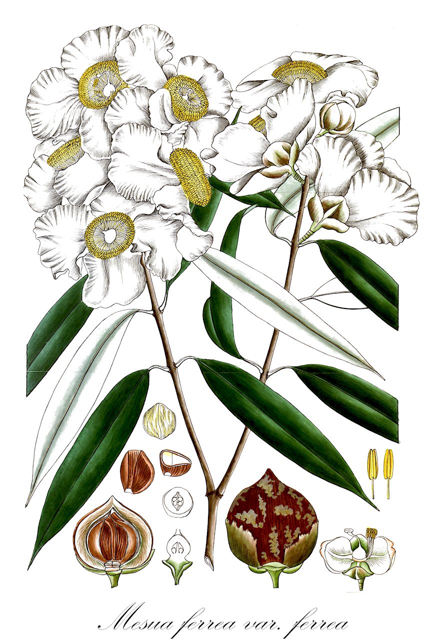 Mesua ferrea var. ferrea - Calophyllaceae,Plantae,Pteridobiotina,Angiosperms,Malpighiales,Calophyllaceae,Mesua,Mesua ferrea,Mesua ferrea var. ferrea,Calophyllum nagassarium, Mesua ferrea subsp. vera, Mesua ferrea var. angustifolia, Mesua ferrea var. thwaitesii, Mesua nagana, Mesua nagassarium, Mesua nagassarium var. salicina, Mesua nagassarium var. sclerophylla, Mesua pedunculata, Mesua roxburghii, Mesua salicina, Mesua sclerophylla, Mesua speciosa, Mesua walkeriana