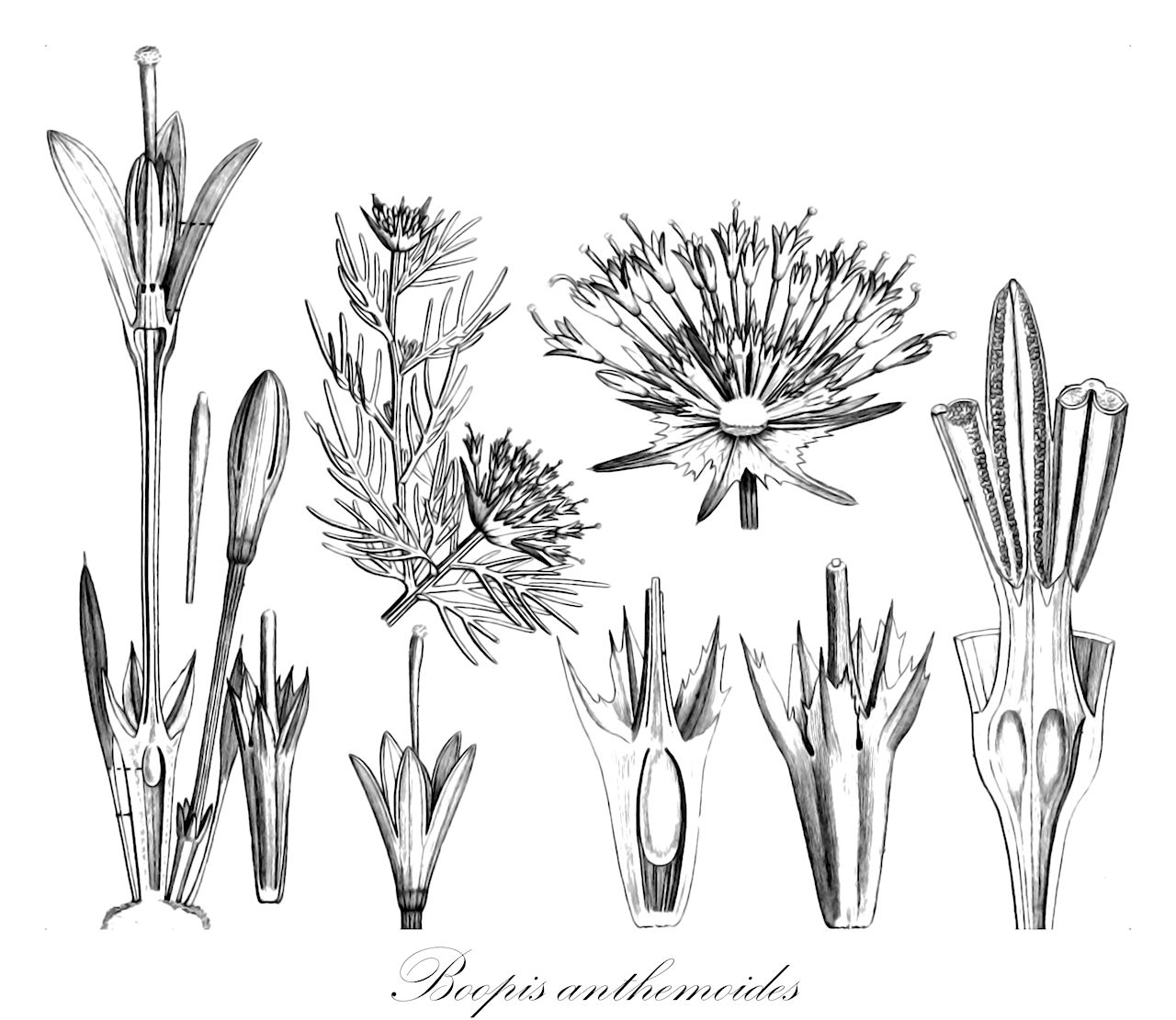 Boopis anthemoides - Calyceraceae,Plantae,Pteridobiotina,Angiosperms,Asterales,Calyceraceae,Boopis,Boopis anthemoides,Boopis anthemoides f. patagonica, Boopis anthemoides var. andina, Boopis anthemoides var. anthemoides, Boopis anthemoides var. rigidula, Boopis anthemoides var. subintegrifolia, Boopis anthemoides var. subscandens, Boopis rigidula, Boopis rigidula var. patagonica