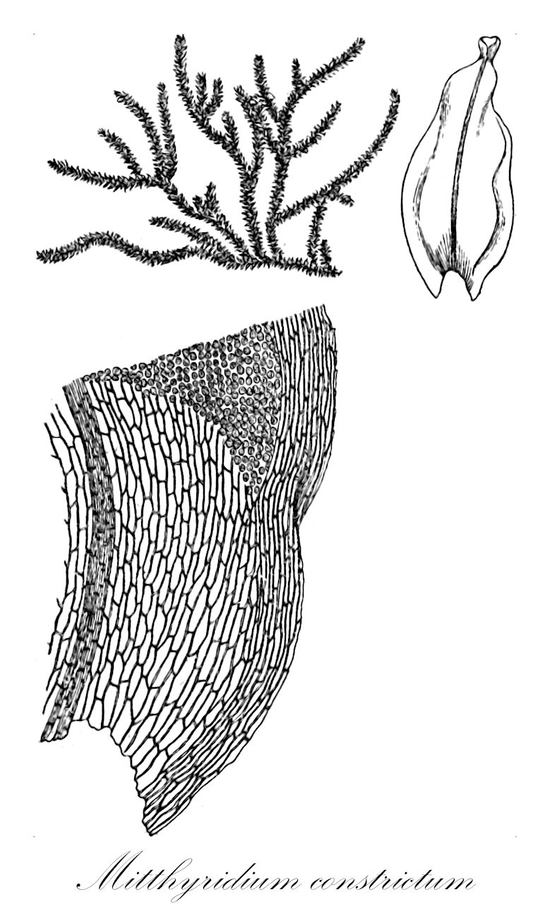 Mitthyridium constrictum - Calymperaceae,Plantae,Bryobiotina,Bryophyta,Bryopsida,Dicranidae,Dicranales,Calymperaceae,Mitthyridium,Mitthyridium constrictum,Calymperes constrictum, Codonoblepharum constrictum, Codonoblepharum tubulosum, Syrrhopodon constrictus, Syrrhopodon constrictus var. neocaledonicus, Syrrhopodon constrictus var. tahiticus, Syrrhopodon tubulosus, Thyridium constrictum, Thyridium constrictum var. neocaledonicum, Thyridium constrictum var. tahiticum