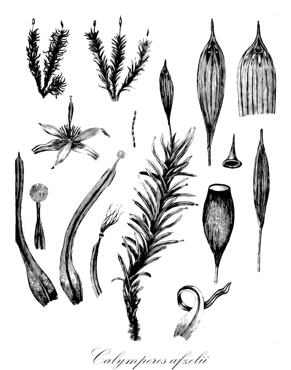 Calymperes afzelii - Calymperaceae,Plantae,Bryobiotina,Bryophyta,Bryopsida,Dicranidae,Dicranales,Calymperaceae,Calymperes,Calymperes afzelii,Calymperes annamense, Calymperes asteristylium, Calymperes brittoniae, Calymperes chlorosum, Calymperes donnellii, Calymperes dusenii, Calymperes gilletii var. angustifolium, Calymperes guianense, Calymperes hildebrandtii, Calymperes huallagense, Calymperes hyalino-limbatum, Calymperes inaequifolium, Calymperes integrifolium, Calymperes javanicum, Calymperes javanicum var. lignicola, Calymperes lecomtei, Calymperes lindmannii, Calymperes maroantsetrae, Calymperes mayottense, Calymperes microdictyon, Calymperes nossi-combae, Calymperes orthophyllaceum, Calymperes patulum, Calymperes perlimbatum, Calymperes perrottetii, Calymperes polytrichiforme, Calymperes portoricense, Calymperes quintasii, Calymperes remirense, Calymperes renauldii, Calymperes reyi, Calymperes rhodesiae, Calymperes rhypariophyllum, Calymperes richardii var. donnellii, Calymperes rotundatum, Calymperes rufescens, Calymperes sakaranae, Calymperes secundulum, Calymperes subasterigerum, Calymperes thwaitesii, Calymperes usambaricum, Calymperes victoriae, Calymperes vriesei, Dicranum ustulatum