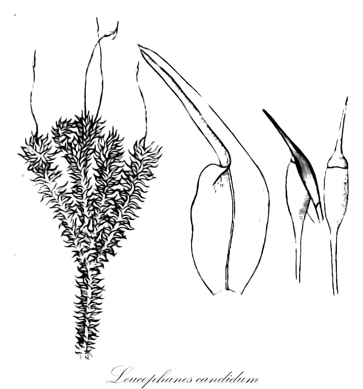 Leucophanes candidum - Calymperaceae,Plantae,Bryobiotina,Bryophyta,Bryopsida,Dicranidae,Dicranales,Calymperaceae,Leucophanes,Leucophanes candidum,Arthrocormus squarrosus, Didymodon sphagnoides, Leucobryum naumannii, Leucophanes candidum var. densifolium, Leucophanes densifolium, Leucophanes naumannii, Leucophanes recurvum, Leucophanes reinwardtianum, Leucophanes squarrosum, Leucophanes tetensii, Octoblepharum densifolium, Octoblepharum recurvum, Octoblepharum squarrosum, Syrrhopodon candidus