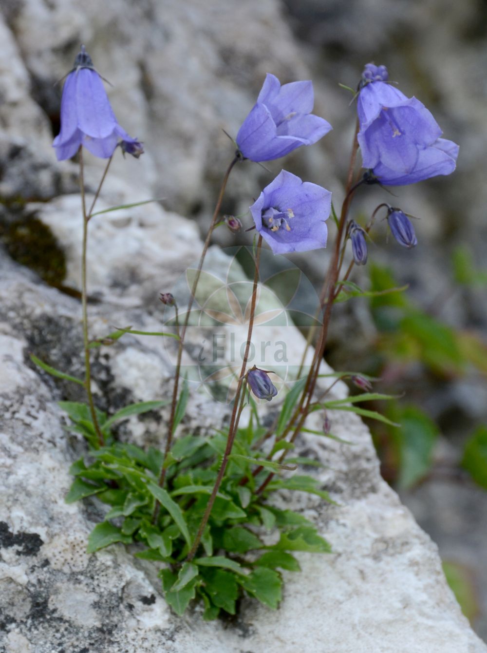 Campanula cochleariifolia - Campanulaceae,Plantae,Pteridobiotina,Angiosperms,Asterales,Campanulaceae,Campanula,Campanula cochleariifolia,Campanula bellardii, Campanula bellardii var. delpontei, Campanula bellardii var. hoppeana, Campanula bellardii var. paniculata, Campanula bellardii var. pubescens, Campanula cespitosa subsp. pubescens, Campanula cespitosa var. bellardii, Campanula cespitosa var. pubescens, Campanula cochleariifolia f. anagalloides, Campanula cochleariifolia f. brachyantha, Campanula cochleariifolia f. delpontei, Campanula cochleariifolia f. densa, Campanula cochleariifolia f. elongata, Campanula cochleariifolia f. hauryi, Campanula cochleariifolia f. hoppeana, Campanula cochleariifolia f. javorkae, Campanula cochleariifolia f. mathonetii, Campanula cochleariifolia f. modesta, Campanula cochleariifolia f. multiflorens, Campanula cochleariifolia f. pseudomodesta, Campanula cochleariifolia f. ramulosa, Campanula cochleariifolia f. subcaespitosa, Campanula cochleariifolia f. tenella, Campanula cochleariifolia f. tubulosa, Campanula cochleariifolia f. tyrolensis, Campanula cochleariifolia f. umbrosa, Campanula cochleariifolia f. venusta, Campanula cochleariifolia f. veronicae, Campanula cochleariifolia subsp. croatica, Campanula cochleariifolia subsp. reflexa, Campanula cochleariifolia subsp. septentrionalis, Campanula cochleariifolia var. bellardii, Campanula cochleariifolia var. brachyantha, Campanula cochleariifolia var. descensa, Campanula cochleariifolia var. foliosa, Campanula cochleariifolia var. foudrasii, Campanula cochleariifolia var. gracilis, Campanula cochleariifolia var. hauryi, Campanula cochleariifolia var. hoppeana, Campanula cochleariifolia var. mathonetii, Campanula cochleariifolia var. paniculta, Campanula cochleariifolia var. pirinica, Campanula cochleariifolia var. pubescens, Campanula cochleariifolia var. pulchella, Campanula cochleariifolia var. renatii, Campanula cochleariifolia var. subacaulis, Campanula cochleariifolia var. subramulosa, Campanula cochleariifolia var. tenella, Campanula cochleariifolia var. umbrosa, Campanula cochleariifolia var. vagans, Campanula compacta, Campanula foudrasi, Campanula glacialis, Campanula gracilis, Campanula hauryi, Campanula hochstetteri, Campanula leucanthemifolia, Campanula mathoneti, Campanula minutissima, Campanula mixta, Campanula modesta, Campanula notata, Campanula parvula, Campanula perneglecta, Campanula pubescens, Campanula pubescens, Campanula pulchella, Campanula pumila, Campanula pusilla, Campanula pusilla f. densa, Campanula pusilla f. hauryi, Campanula pusilla f. hirciana, Campanula pusilla f. imbricata, Campanula pusilla f. umbrosa, Campanula pusilla f. vagans, Campanula pusilla subsp. caespitosa, Campanula pusilla subsp. notata, Campanula pusilla subsp. tenella, Campanula pusilla var. bellardii, Campanula pusilla var. brachyantha, Campanula pusilla var. calycina, Campanula pusilla var. delpontei, Campanula pusilla var. descensa, Campanula pusilla var. foliosa, Campanula pusilla var. foudrasii, Campanula pusilla var. gracilis, Campanula pusilla var. hochstetteri, Campanula pusilla var. hoppeana, Campanula pusilla var. leucanthemifolia, Campanula pusilla var. mathonetii, Campanula pusilla var. minutissima, Campanula pusilla var. modesta, Campanula pusilla var. notata, Campanula pusilla var. paniculata, Campanula pusilla var. parvula, Campanula pusilla var. pinguis, Campanula pusilla var. pirinica, Campanula pusilla var. pubescens, Campanula pusilla var. pulchella, Campanula pusilla var. reflexa, Campanula pusilla var. subacaulis, Campanula pusilla var. subramulosa, Campanula pusilla var. tenella, Campanula pusilla var. tubulosa, Campanula pusilla var. tyrolensis, Campanula pusilla var. umbrosa, Campanula pusilla var. venusta, Campanula pusilla var. veronicifolia, Campanula reflexa, Campanula renatii, Campanula rotundifolia subsp. pusilla, Campanula rotundifolia var. cochleariifolia, Campanula rotundifolia var. hauryi, Campanula rotundifolia var. pusilla, Campanula stolonifera, Campanula subramulosa, Campanula tenella, Campanula tyrolensis, Campanula venusta,Zwerg-Glockenblume;Kleine Glockenblume;Niedrige Glockenblume;Zierliche Glockenblume;Löffelkrautblättrige Glockenblume;Niedliche Glockenblume;fairy's-thimble;earleaf bellflower;Campanule naine;campanule fluette;campanule à feuilles de cranson;Campanula dei ghiaioni;knöl-syska;zodeklokje;колокольчик ложечницелистный;lulekambanë;campànula nana;patuljasta zvončika;dzwonek drobny;trebušasta zvončica;clopoţel pitic de stâncă;камбанка