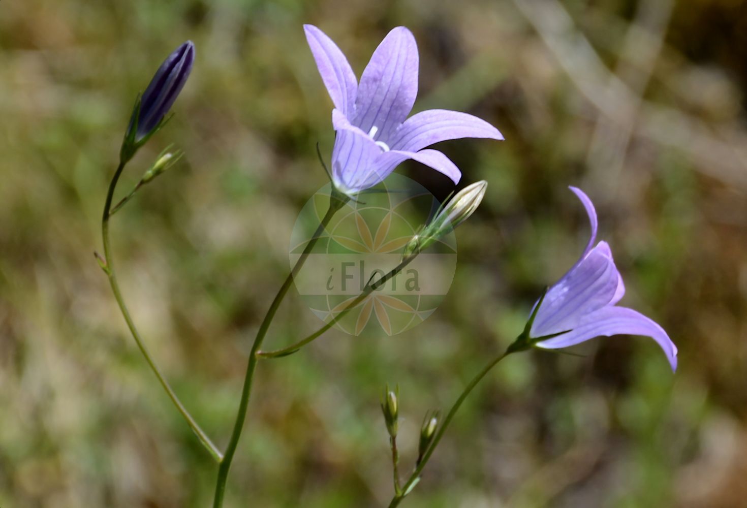Campanula rapunculus - Campanulaceae,Plantae,Pteridobiotina,Angiosperms,Asterales,Campanulaceae,Campanula,Campanula rapunculus,Campanula coarctata, Campanula decurrens, Campanula esculenta, Campanula fastigiata, Campanula patula var. rapunculus, Campanula rapuncula, Campanula rapunculus f. hirsutissima, Campanula rapunculus subsp. verruculosa, Campanula rapunculus var. bracteosa, Campanula rapunculus var. calycina, Campanula rapunculus var. cymosospicata, Campanula rapunculus var. hirsuta, Campanula rapunculus var. hirta, Campanula rapunculus var. micrantha, Campanula rapunculus var. racemosopaniculata, Campanula rapunculus var. reclinata, Campanula rapunculus var. strigulosa, Campanula rapunculus var. verruculosa, Campanula rapunculus var. verruculosa, Campanula virgata, Neocodon rapunculus,Rapunzel-Glockenblume;rampion bellflower;rampion;Campanule des haies;campanule raiponce;raiponce;rave sauvage;raponchigo;campanillas de todo el año;rapinchos;raponce;rapónchigo;rapuncio;ruiponce;Campanula commestibile;Raponzolo;raperonzolo;campanula raponzolo;knol-lathyrus;rapunzelklokje;raponcio;campaínhas-rabanete;campaninha-rabanete;campânula;espera-do-campo;rapôncio;rapúncio;колокольчик рапунцель;колокольчик репчатый;firenk salatası;lule këmbane fitemë;lulekambanë;nap bord;rabeta;raponchon;rapuncle;repunxó;mrkvasta zvončika;knol-gröe;rapunkelklocka;rapunsel-klokke;dzwonek rapunkul;repuščeva zvončica;raponcharangvirág;zvonek řepka;clopoței;zvonček repka;zvonček repkový;дзвоники ріпчасті;кореноплодната камбанка;рапунцел;реповидно звънче;репасти звонцић;репушац;pa'amonit kippachat;פַּעֲמוֹנִית קִפַּחַת;καμπανούλα