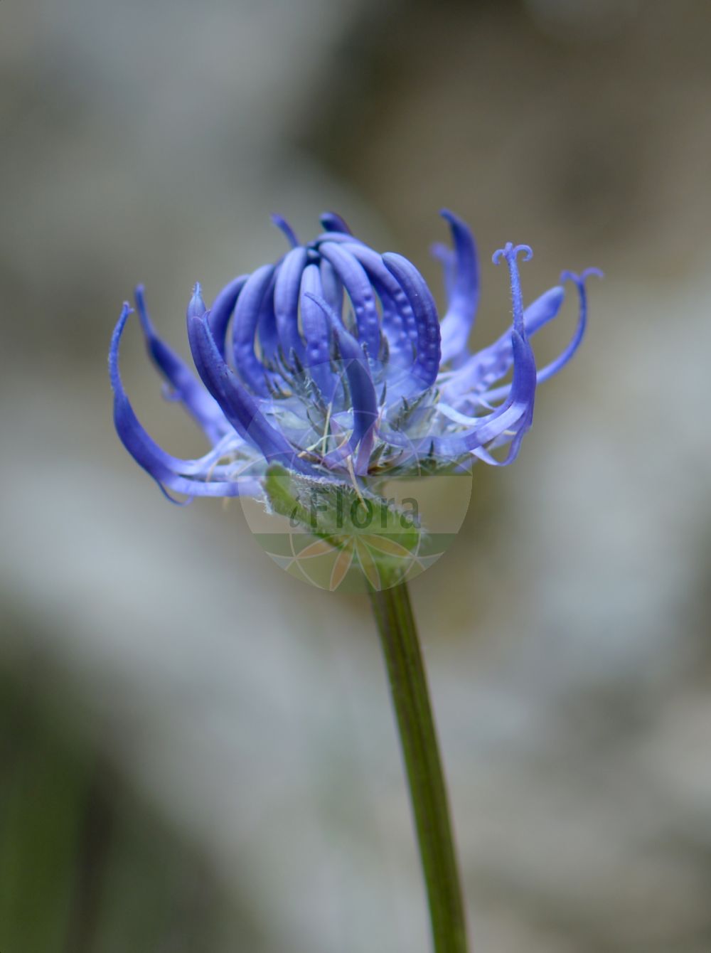 Phyteuma orbiculare - Campanulaceae,Plantae,Pteridobiotina,Angiosperms,Asterales,Campanulaceae,Phyteuma,Phyteuma orbiculare,Phyteuma angustatum, Phyteuma austriacum, Phyteuma austriacum var. vestitum, Phyteuma bovelinii, Phyteuma brevifolium, Phyteuma cordifolium, Phyteuma corsicum, Phyteuma delphinense, Phyteuma delphinense f. alpestre, Phyteuma delphinense f. hispidum, Phyteuma delphinense var. vestitum, Phyteuma ellipticifolium, Phyteuma ellipticifolium var. pauciflorum, Phyteuma eynense, Phyteuma fistulosum, Phyteuma hispanicum, Phyteuma hispidum, Phyteuma inaequatum, Phyteuma lanceolatum, Phyteuma longifolium, Phyteuma michelii, Phyteuma montanum, Phyteuma montanum var. exinvolucratum, Phyteuma montanum var. suffultum, Phyteuma obtusifolium, Phyteuma orbiculare f. alpestre, Phyteuma orbiculare f. glabratum, Phyteuma orbiculare f. glabrescens, Phyteuma orbiculare f. glabriusculum, Phyteuma orbiculare f. glabrum, Phyteuma orbiculare f. hirsutum, Phyteuma orbiculare f. hispidulum, Phyteuma orbiculare f. hispidum, Phyteuma orbiculare f. humile, Phyteuma orbiculare f. majus, Phyteuma orbiculare f. minus, Phyteuma orbiculare f. nanum, Phyteuma orbiculare f. nudum, Phyteuma orbiculare f. pilosiusculum, Phyteuma orbiculare f. pilosum, Phyteuma orbiculare f. pubescens, Phyteuma orbiculare f. stellulatum, Phyteuma orbiculare subsp. anglicum, Phyteuma orbiculare subsp. austriacum, Phyteuma orbiculare subsp. cinerascens, Phyteuma orbiculare subsp. cordatum, Phyteuma orbiculare subsp. decipiens, Phyteuma orbiculare subsp. delphinense, Phyteuma orbiculare subsp. depauperatum, Phyteuma orbiculare subsp. ellipticum, Phyteuma orbiculare subsp. fistulosum, Phyteuma orbiculare subsp. ibericum, Phyteuma orbiculare subsp. lanceolatum, Phyteuma orbiculare subsp. lancifolium, Phyteuma orbiculare subsp. montanum, Phyteuma orbiculare subsp. pratense, Phyteuma orbiculare subsp. tenerum, Phyteuma orbiculare var. alpinum, Phyteuma orbiculare var. angustifolium, Phyteuma orbiculare var. carpaticum, Phyteuma orbiculare var. ciliata, Phyteuma orbiculare var. columnae, Phyteuma orbiculare var. comosum, Phyteuma orbiculare var. cordifolium, Phyteuma orbiculare var. decipiens, Phyteuma orbiculare var. ellipticum, Phyteuma orbiculare var. exinvolucratum, Phyteuma orbiculare var. fistulosum, Phyteuma orbiculare var. hungaricum, Phyteuma orbiculare var. inaequatum, Phyteuma orbiculare var. lanceolatum, Phyteuma orbiculare var. liguricum, Phyteuma orbiculare var. montanum, Phyteuma orbiculare var. patens, Phyteuma orbiculare var. pratense, Phyteuma orbiculare var. pseudorbiculare, Phyteuma orbiculare var. suffultum, Phyteuma orbiculare var. vulgare, Phyteuma pancicii, Phyteuma pilosum, Phyteuma pseudoorbiculare, Phyteuma pseudorbiculare f. angustifolium, Phyteuma sallei, Phyteuma scorzonerifolium var. eynense, Phyteuma tenerum, Phyteuma tenerum f. glabrescens, Phyteuma tenerum f. glabrum, Phyteuma tenerum f. hirsutum, Phyteuma tenerum f. pilosum, Phyteuma tenerum subsp. anglicum, Phyteuma tenerum var. anomalum, Phyteuma tenerum var. ellipticum, Phyteuma tenerum var. macrophyllum, Phyteuma tenerum var. microphyllum, Phyteuma tenerum var. tenerrimum, Rapunculus orbicularis, Rapunculus sylvestris,Kugel-Teufelskralle;Zarte Kugel-Teufelskralle;Gewöhnliche Kugelige Teufelskralle;Kugelige Teufelskralle;Rundkopf-Teufelskralle;Zarte Teufelskralle;Zarte Teufelskralle;Rundköpfige Rapunzel;Kugelrapunzel;round-headed rampion;english round-headed rampion;Raiponce orbiculaire;herbe d'amour;fiteuma orbicular;Raponzolo orbicolare;кольник шаровидный;okruglasta zečica;zerwa główkowata;zerwa kulista;glavičasti repuš;gombos varjúköröm;zvonečník hlavatý;bănică;zerva hlavičkatá;фітеума куляста;apaļgalvas septiņvīre;pyörötähkämunkki