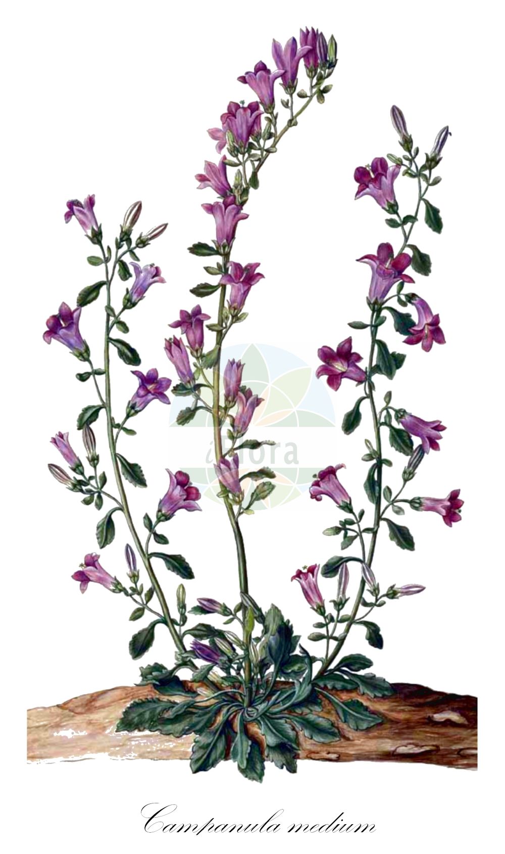 Campanula medium - Campanulaceae,Plantae,Pteridobiotina,Angiosperms,Asterales,Campanulaceae,Campanula,Campanula medium,Campanula bourdiniana, Campanula florida, Campanula grandiflora, Campanula grandiflorum, Campanula medium f. alba, Campanula medium f. caesia, Campanula medium f. calycantha, Campanula medium f. coerulea, Campanula medium f. rosea, Campanula medium f. striata, Campanula medium var. bourdiniana, Campanula medium var. calycanthema, Marianthemum grandiflorum, Marianthemum medium, Medium grandiflorum, Medium grandiflorum, Rapuntia media, Rapuntia medium, Sykoraea hortensis, Talanelis medium,Marien-Glockenblume;Großblumige Glockenblume;Campanule carillon;violette de Marie;cloches de Canterbury;cloches de Cantorbéry;campanule à grosses fleurs;carillon;cloche;fausse raiponce;grande campanule;mariette;violette marine;farolillos;Campanula media;campanula toscana;erba media;giulietta;knol-rietgras;mariette-klokje;колокольчик средний;koca çançiçeği;ljubica morska;velecvjetna zvončika;mariaklocka;dzwonek ogrodowy;fûrin-sô;kanpanura・medeiumu;カンパヌラ・メデイウム;フウリンソウ;bögrevirág;zvonek zahradní;clopoţei;zvonček prostredný plnokvetý;дзвоники середні