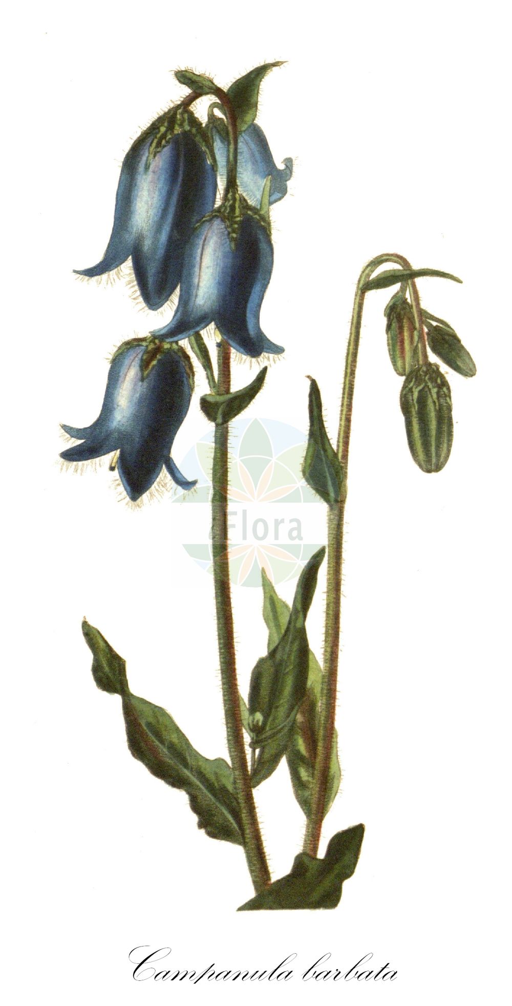Campanula barbata - Campanulaceae,Plantae,Pteridobiotina,Angiosperms,Asterales,Campanulaceae,Campanula,Campanula barbata,Campanula barbata f. graziella, Campanula barbata f. pusilla, Campanula barbata var. firmiana, Campanula barbata var. pusilla, Campanula barbata var. strictopedunculata, Campanula barbata var. uniflora, Campanula firmiana, Campanula macrorhiza var. pogonopetala, Campanula strictopedunculata, Marianthemum barbatum, Medium barbatum, Sykoraea barbata,Bärtige Glockenblume;bearded bellflower;Campanule barbue;campanule gantelée;Campanula barbata;колокольчик бородатый;skäggsklocka;brkata zvončica;szakállas harangvirág;zvonek vousatý;zvonček bradatý