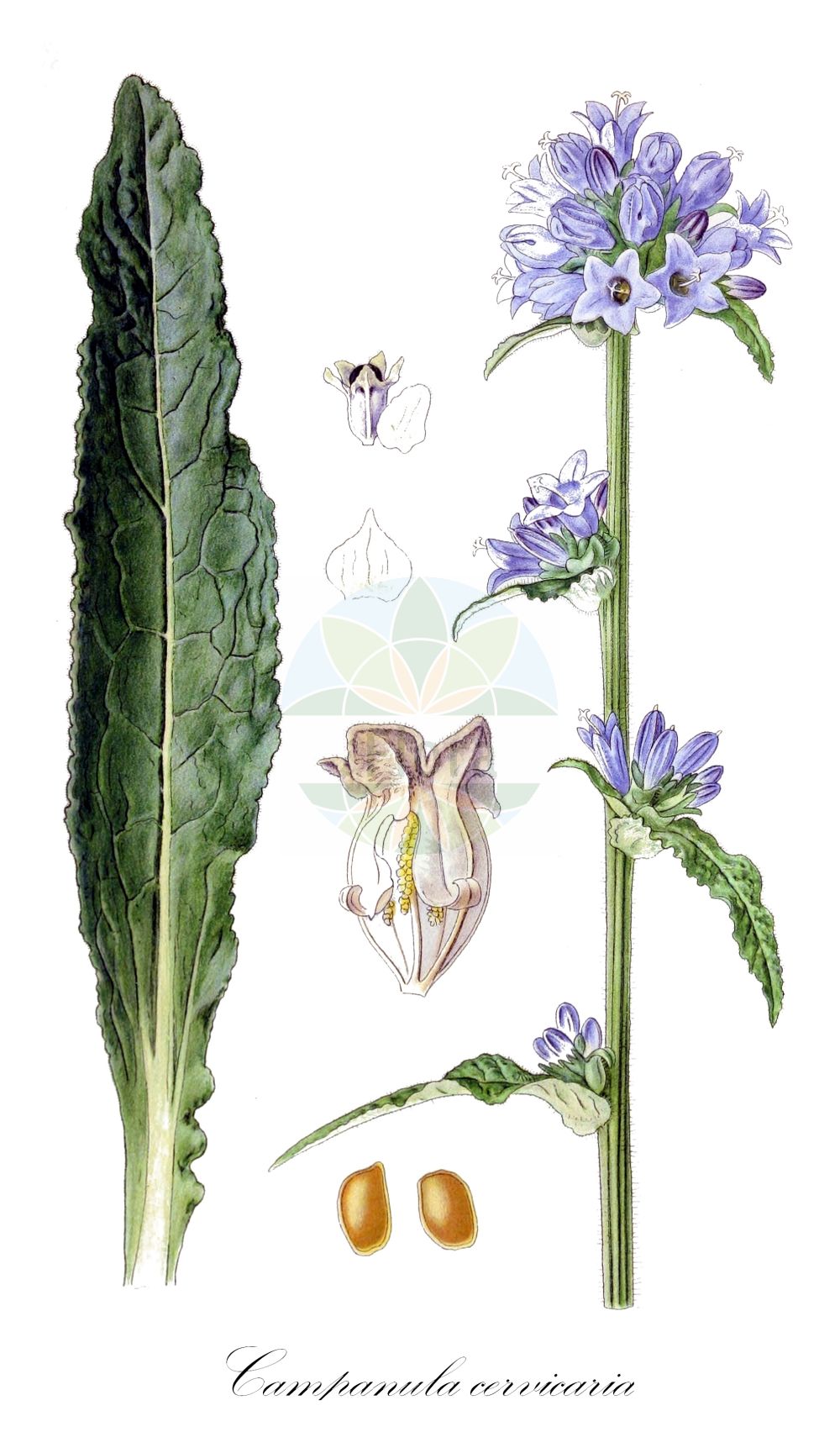 Campanula cervicaria - Campanulaceae,Plantae,Pteridobiotina,Angiosperms,Asterales,Campanulaceae,Campanula,Campanula cervicaria,Campanula capitata, Campanula cephalaria, Campanula cephalaria var. cardiophylla, Campanula cephalaria var. macrophylla, Campanula cephalaria var. ovaliphylla, Campanula cephalaria var. polyanthemos, Campanula cerviana, Campanula cervicaria var. albiflora, Campanula cervicaria var. capitata, Campanula cervicaria var. dalmatica, Campanula cervicaria var. lingulata, Campanula cervicaria var. longifolia, Campanula cervicaria var. oblongifolia, Campanula dalmatica, Campanula echiifolia, Campanula glomerata var. cervicaria, Campanula ligulata, Campanula lingulata, Campanula longifolia, Syncodon cervicaria, Syncodon cervicarium, Weitenwebera cervicaria,Borstige Glockenblume;throatwort;Campanule hérissée;campanule cervicaire;Campanula ruvida;колокольчик олений;ponpon çanı;lulekambanë;ukočenodlakava zvončika;skogsklocka;hvas klokke;dzwonek szczeciniasty;srhkodlakava zvončica;halvány harangvirág;zvonek hadincovitý;zvonček hrdlohojový;дзвоники оленячі;Еленова камбанка;kare kellukas;briežu pulkstenīte;stavklokke;hirvenkello;вратник;звончић;šiurkštusis katilėlis