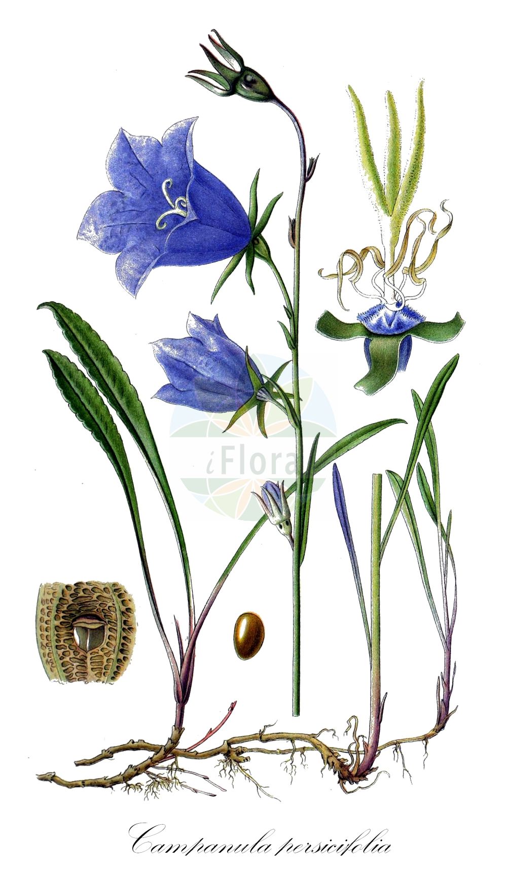 Campanula persicifolia - Campanulaceae,Plantae,Pteridobiotina,Angiosperms,Asterales,Campanulaceae,Campanula,Campanula persicifolia,Campanula amygdalifolia, Campanula dasycarpa, Campanula dasycarpa, Campanula magellensis, Campanula persicifolia f. alba, Campanula persicifolia f. coronata, Campanula persicifolia f. kirschlegeri, Campanula persicifolia var. alpina, Campanula persicifolia var. angustifolia, Campanula persicifolia var. crystallocalyx, Campanula persicifolia var. dasycarpa, Campanula persicifolia var. eriocarpa, Campanula persicifolia var. eriocarpa, Campanula persicifolia var. glaberrima, Campanula persicifolia var. grandiflora, Campanula persicifolia var. hispida, Campanula persicifolia var. hispidior, Campanula persicifolia var. humillima, Campanula persicifolia var. laevicaulis, Campanula persicifolia var. laevicaulis, Campanula persicifolia var. lanceolata, Campanula persicifolia var. lasiocarpa, Campanula persicifolia var. lasiocarpa, Campanula persicifolia var. maxima, Campanula persicifolia var. monstrosa, Campanula persicifolia var. parviflora, Campanula persicifolia var. parviflora, Campanula persicifolia var. pumila, Campanula persicifolia var. reflexa, Campanula persicifolia var. suskalovicii, Campanula persicifolia var. uniflora, Neocodon persicifolius, Rapunculus persicifolius,Pfirsichblättrige Glockenblume;Wald-Glockenblume;Pfirsischblättrige Glockenblume;peach-leaved bellflower;narrow-leaved bellflower;paper bellflower;peachleaf bellflower;Campanule des lisières;bâton de Jacob;campanule à feuilles de pêcher;campanule des sous-Pyrénées;campanilla silvestre;campánula piramidal;Campanula con foglie di pesco;prachtsklokje;колокольчик персиколистный;zarif çıngırak;lulekambanë;campanes;campaneta;campaneta blava;sjajnolisna zvončika;stor blåklocka;smalbladet klokke;dzwonek brzoskwiniolistny;kampanura perushikiforia;momo-bagikyô;カンパヌラ・ぺルシキフォリア;モモバギキョウ;breskovolistna zvončica;baracklevelű harangvirág;zvonek broskvolistý;clopoţei de cîmp;zvonček broskyňolistý;дзвоники персиколисті;Прасковолистна камбанка;suureõiene kellukas;dižā pulkstenīte;fagerklokke;kurjenkello;звончић;didžiažiedis katilėlis