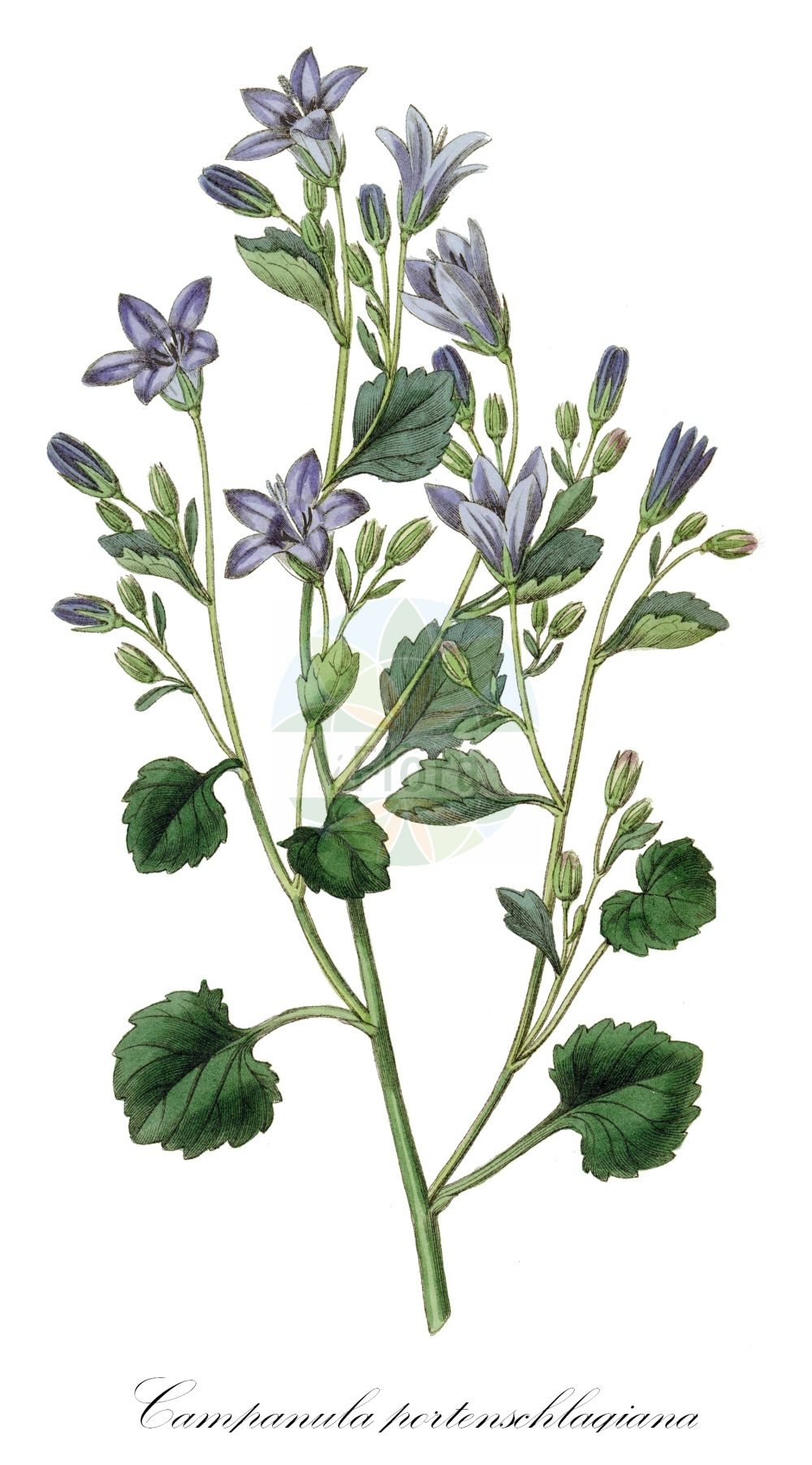 Campanula portenschlagiana - Campanulaceae,Plantae,Pteridobiotina,Angiosperms,Asterales,Campanulaceae,Campanula,Campanula portenschlagiana,Campanula affinis, Campanula muralis, Campanula portenschlagiana f. grandiflora, Campanula portenschlagiana var. hirsuta, Campanula portenschlagiana var. pubescens, Campanula portenschlagiana var. pumila,Dalmatinische Glockenblume;Dalmatiner Glockenblume;Adria-Glockenblume;adria bellflower;Campanule des murs;Campanula dalmata;колокольчик Портеншлага;Portenšlagova zvončika;dzwonek dalmatyński;beru-furawâ;otomegikyô;オトメギキョウ;ベルフラワー