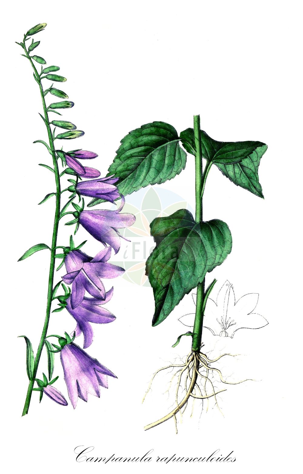Campanula rapunculoides - Campanulaceae,Plantae,Pteridobiotina,Angiosperms,Asterales,Campanulaceae,Campanula,Campanula rapunculoides,Campanula bocconei, Campanula chysnysuensis, Campanula crenata, Campanula foliosa, Campanula macrostachya, Campanula morifolia, Campanula neglecta, Campanula rapunculiformis, Campanula rapunculoides f. crenata, Campanula rapunculoides f. secunda, Campanula rapunculoides f. trachelioides, Campanula rapunculoides f. ucrainica, Campanula rapunculoides var. glabrata, Campanula rapunculoides var. macrophylla, Campanula rapunculoides var. nana, Campanula rapunculoides var. nemorosa, Campanula rapunculoides var. oenipontana, Campanula rapunculoides var. racemosa, Campanula rapunculoides var. ramosissima, Campanula rapunculoides var. rapunculoides, Campanula rapunculoides var. reflexa, Campanula rapunculoides var. speciosa, Campanula rapunculoides var. subsimplex, Campanula rapunculoides var. trachelioides, Campanula rhomboidalis, Campanula rhomboidea, Campanula rigida, Campanula rigida, Campanula setosa, Campanula speciosa, Campanula ucranica, Campanula urticifolia, Cenekia rapunculoides, Cenekia rapunculoides var. racemosa, Cenekia rapunculoides var. reflexa, Cenekia rapunculoides var. speciosa, Drymocodon rapunculoides, Rapunculus redivivus,Acker-Glockenblume;Rapunzelähnliche Glockenblume;creeping bellflower;purple-bell;rampion bellflower;Campanule stolonifère;campanule fausse-raiponce;rave sauvage;fausse raiponce;raponce;raponchigo falso;campanilla serpenteante;falso rapónchigo;Campanula serpeggiante;campanula comune;campanula falso raponzolo;akkerklokje;rapuncio;колокольчик репчатовидный;elmacık;lulekambanë;repunxo fals;poljska zvončika;knölklocka;ensidig klokke;dzwonek jedostronny;dzwonek rapunkułoksztaltny;repuščevolistna zvončica;kányaharangvirág;zvonek řepkovitý;clopoţei;zvonček repkovitý;дзвоники ріпчастовидні;едностранна камбанка;репоподобно звънче;kurekellukas;tīruma pulkstenīte;ugrasklokke;vuohenkello;велики звончић;једнострани звончић;pakrūminis katilėlis;καμπανούλα