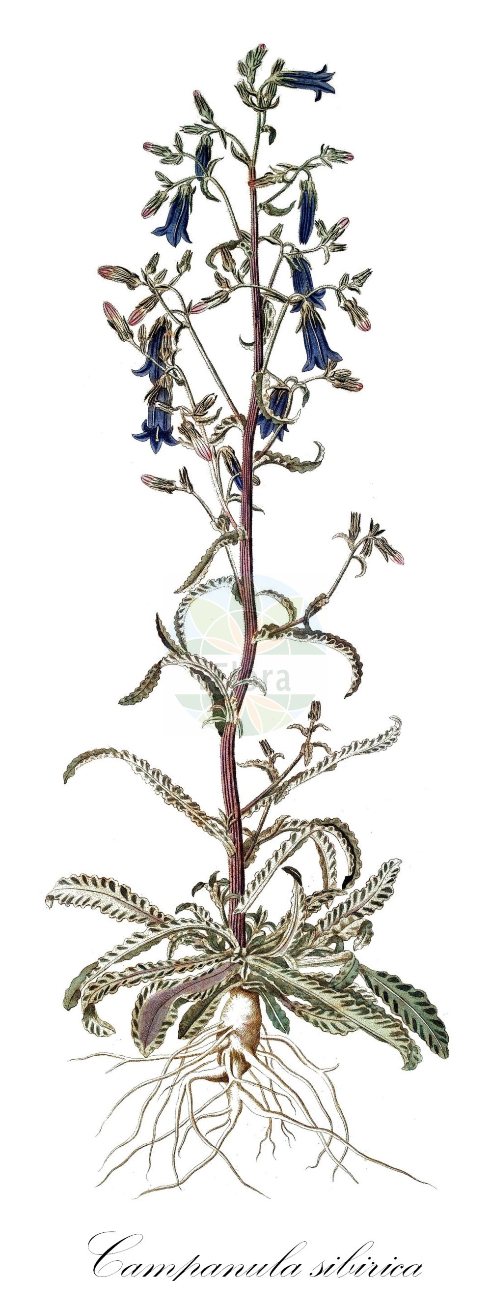 Campanula sibirica - Campanulaceae,Plantae,Pteridobiotina,Angiosperms,Asterales,Campanulaceae,Campanula,Campanula sibirica,Campanula macrorhiza var. chymatophylla, Campanula paniculata, Campanula sibirica var. hohenackeri, Campanula undulata, Marianthemum sibiricum, Medium sibiricum, Nenningia paniculata,Sibirische Glockenblume;Steppen-Glockenblume;sibirian bellflower;campanule de Sibérie;campanula siberiana;колокольчик сибирский;kaba çıngırak;lulekambanë;sibirska zvončika;dzwonek syberyjski;sibirska zvončica;pongyola harangvirág;zvonek sibiřský;clopoţel;zvonček sibírsky;дзвоники сибірські;сибирска камбанка;сибирско звънче;звончић;καμπανούλα;cì máo fēng líng cǎo;刺毛风铃草