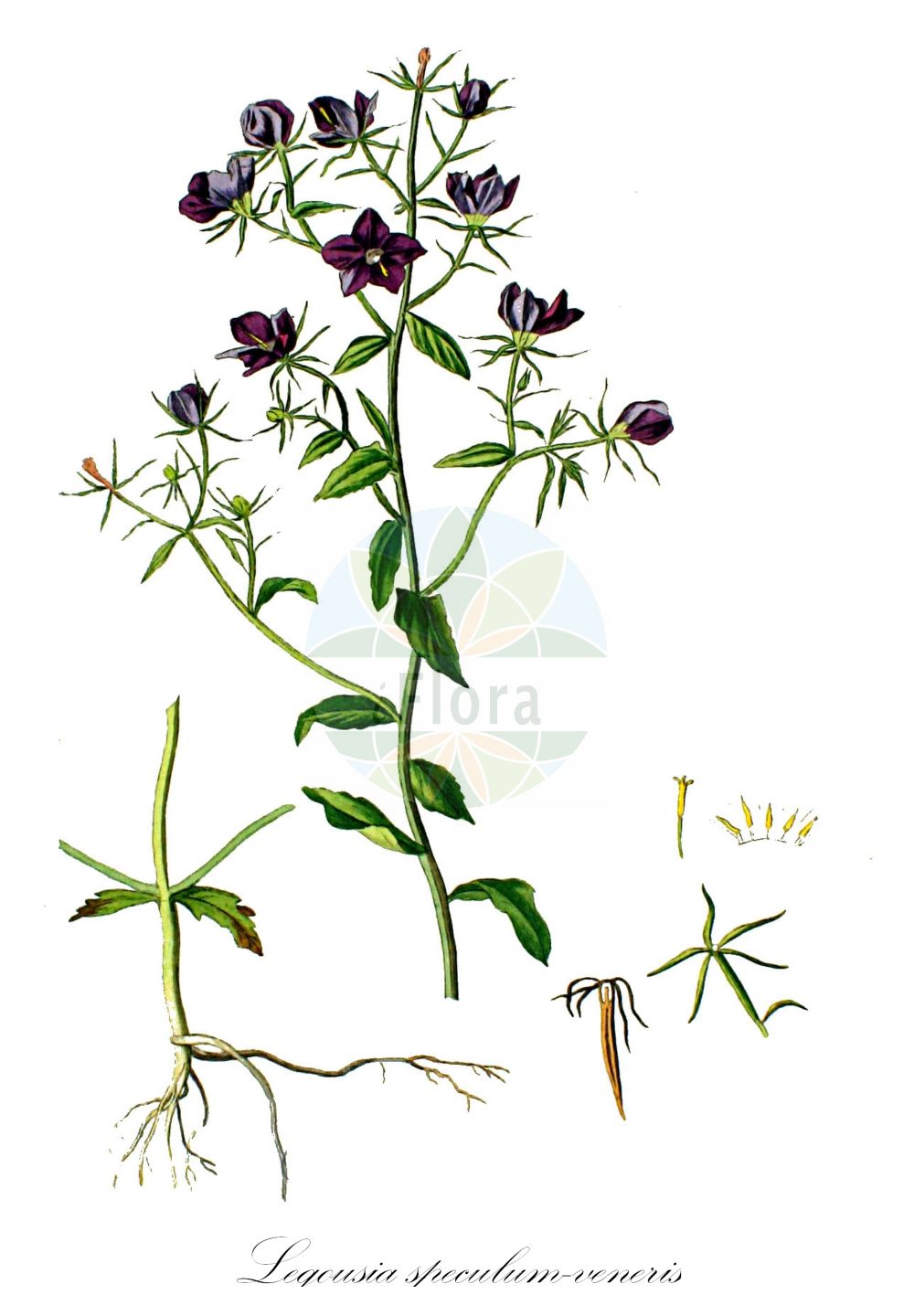 Legousia speculum-veneris - Campanulaceae,Plantae,Pteridobiotina,Angiosperms,Asterales,Campanulaceae,Legousia,Legousia speculum-veneris,Campanula arvensis, Campanula cordata, Campanula hirta, Campanula pulchella, Campanula speculum-veneris, Campanula trigona, Githopsis latifolia, Legousia arvensis, Legousia durandii, Legousia speculum, Legousia speculum-veneris f. calycina, Legousia speculum-veneris f. polypiflora, Legousia speculum-veneris f. stricta, Prismatocarpus cordatus, Prismatocarpus hirtus, Prismatocarpus speculum-veneris, Prismatocarpus speculum-veneris var. hirtus, Specularia arvensis, Specularia cordata, Specularia hirta, Specularia polypiflora, Specularia speculum-veneris, Specularia speculum-veneris f. plena, Specularia speculum-veneris f. procumbens, Specularia speculum-veneris subsp. hirta, Specularia speculum-veneris var. calycina, Specularia speculum-veneris var. cordata, Specularia speculum-veneris var. hirta, Specularia speculum-veneris var. libanotica, Specularia speculum-veneris var. procumbens, Specularia speculum-veneris var. pubescens, Specularia speculum-veneris var. racemosa, Specularia speculum-veneris var. stricta, Specularia vulgaris