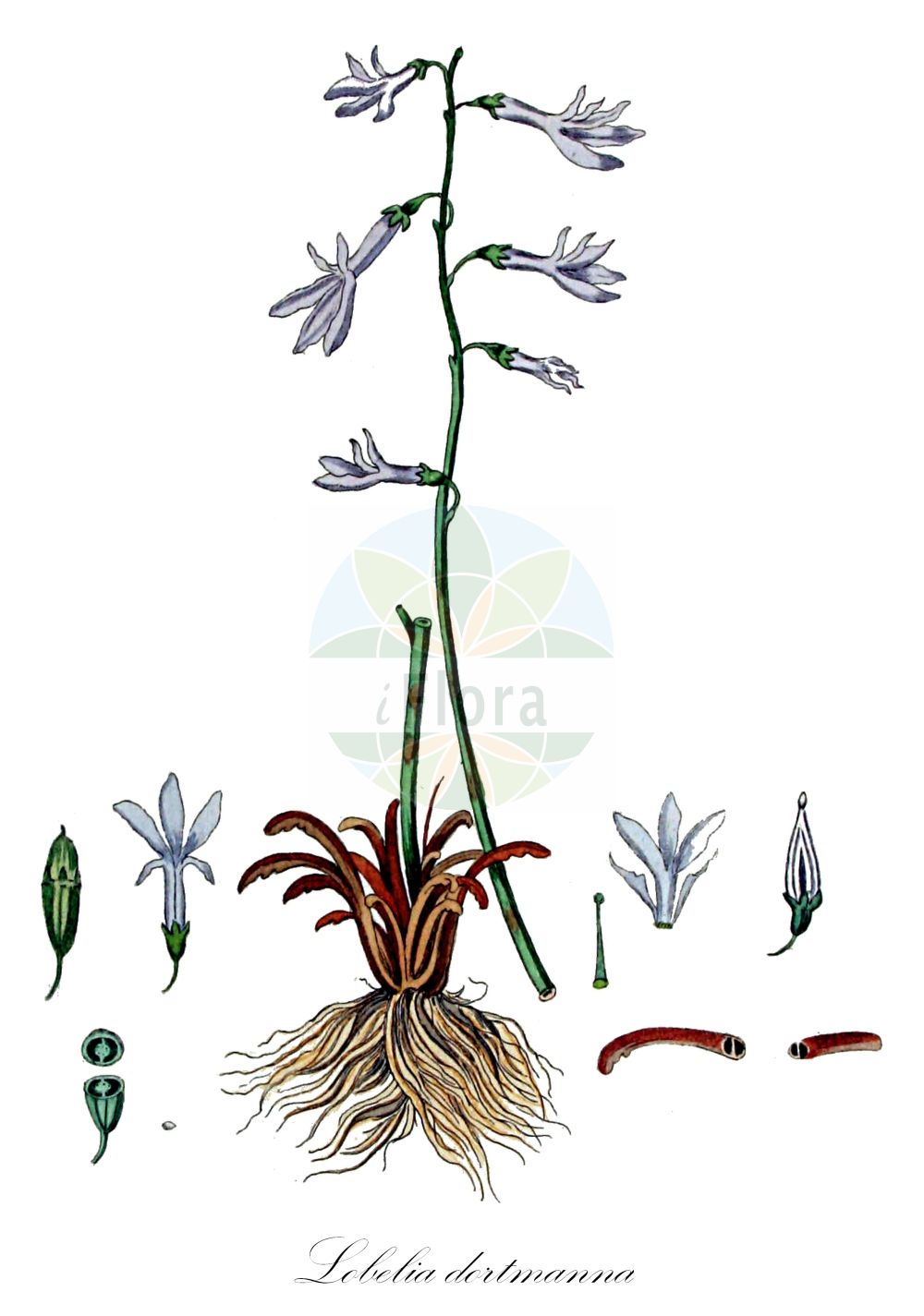 Lobelia dortmanna - Campanulaceae,Plantae,Pteridobiotina,Angiosperms,Asterales,Campanulaceae,Lobelia,Lobelia dortmanna,Dortmanna lacustris, Lobelia dortmanna f. terrestris, Lobelia lacustris, Rapuntium dortmanna,Wasser-Lobelie;water lobelia;dortmann's cardinalflower;lobélie de Dortmann;waterlobelia;лобелияи Дортмана;notblomster;tvepibet lobelie;lobelia jeziorna;vesilobeelia;ūdeņu lobēlija;botnegras;nuottaruoho;ežerinė lobelija