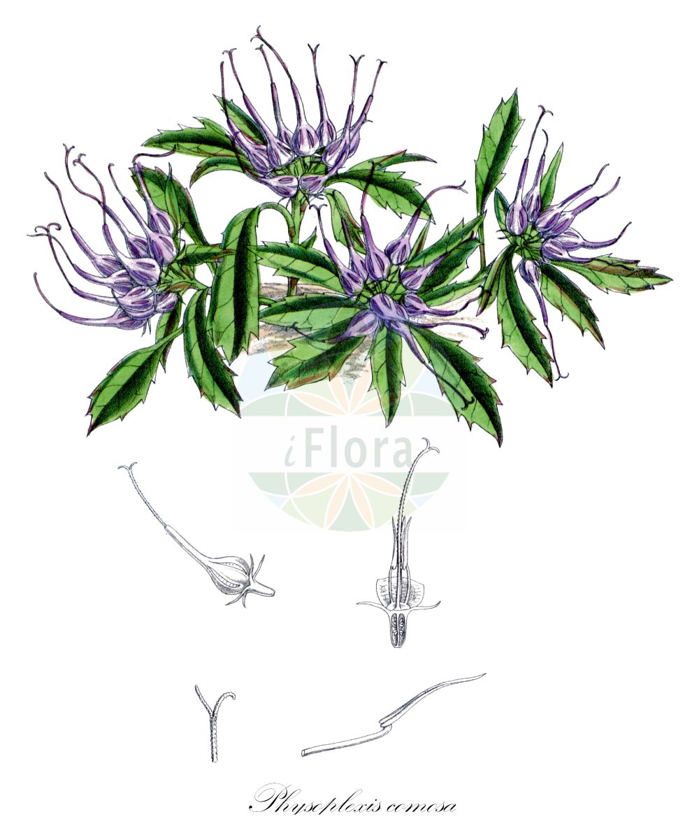 Physoplexis comosa - Campanulaceae,Plantae,Pteridobiotina,Angiosperms,Asterales,Campanulaceae,Physoplexis,Physoplexis comosa,Phyteuma comosum, Phyteuma comosum var. pubescens, Rapunculus comosus, Schellanderia carinthiaca, Syntoma comosum, Syntoma comosum var. pubescens,Schopfrapunzel;Schopfige Teufelskralle;physoplexis chevelue;raiponce chevelue;raponzolo chiomoso;кольник хохлатый;физоплексис хохлатый;picior cocosului de stanca